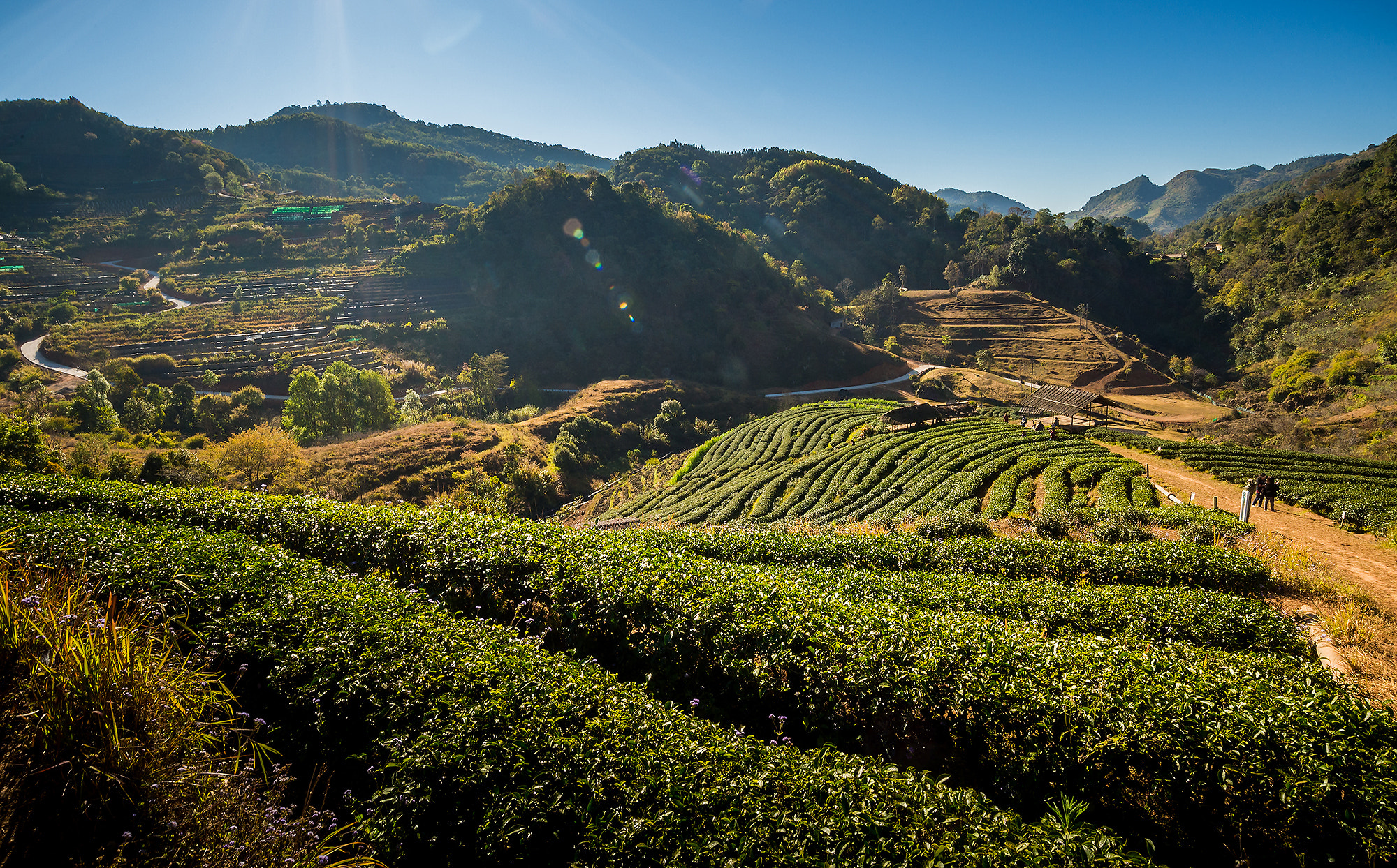 Nikon AF-S Nikkor 18-35mm F3.5-4.5G ED sample photo. Tea plant 2000 photography