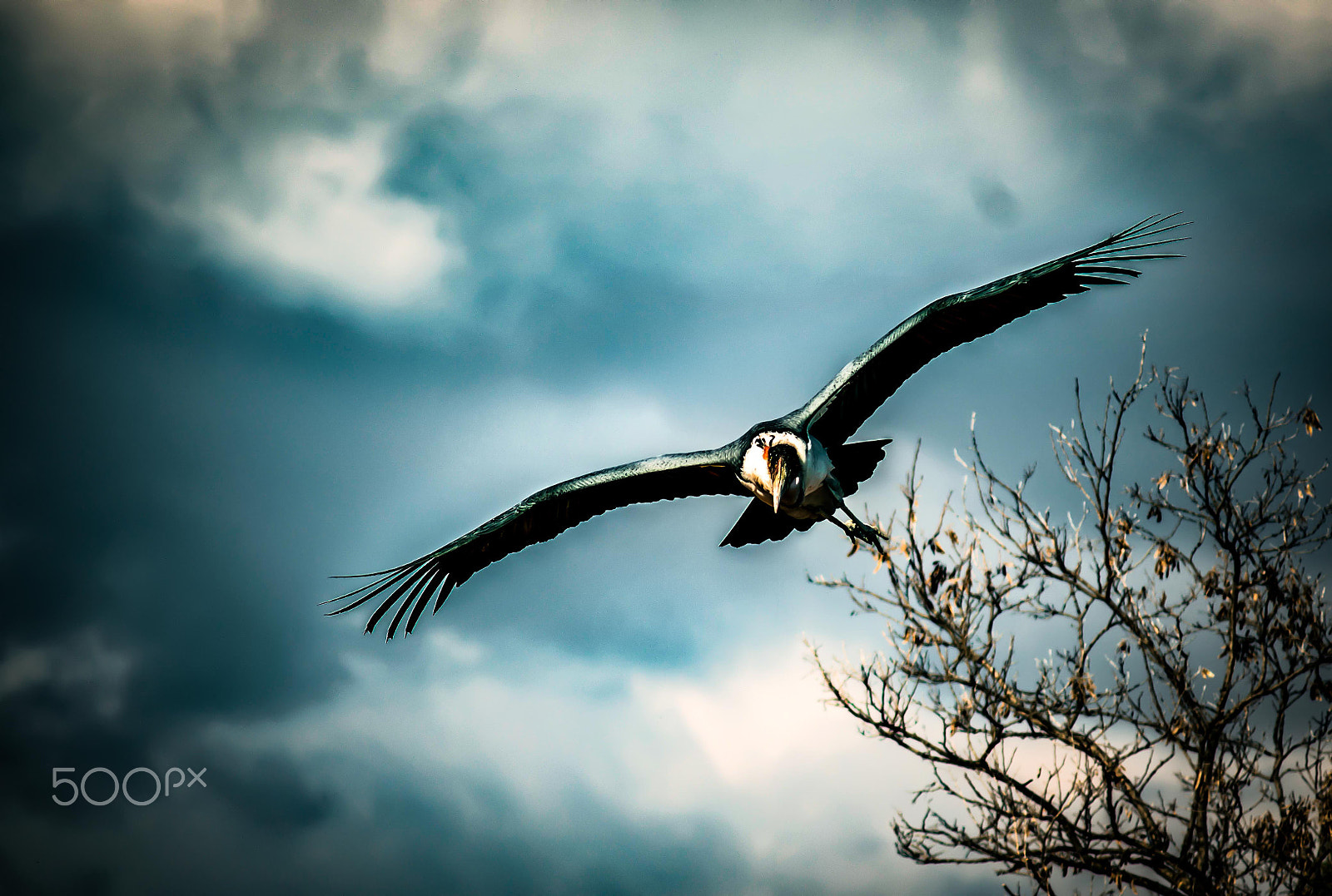 Nikon D800 + AF Zoom-Nikkor 70-210mm f/4 sample photo. Marabu in flight... photography