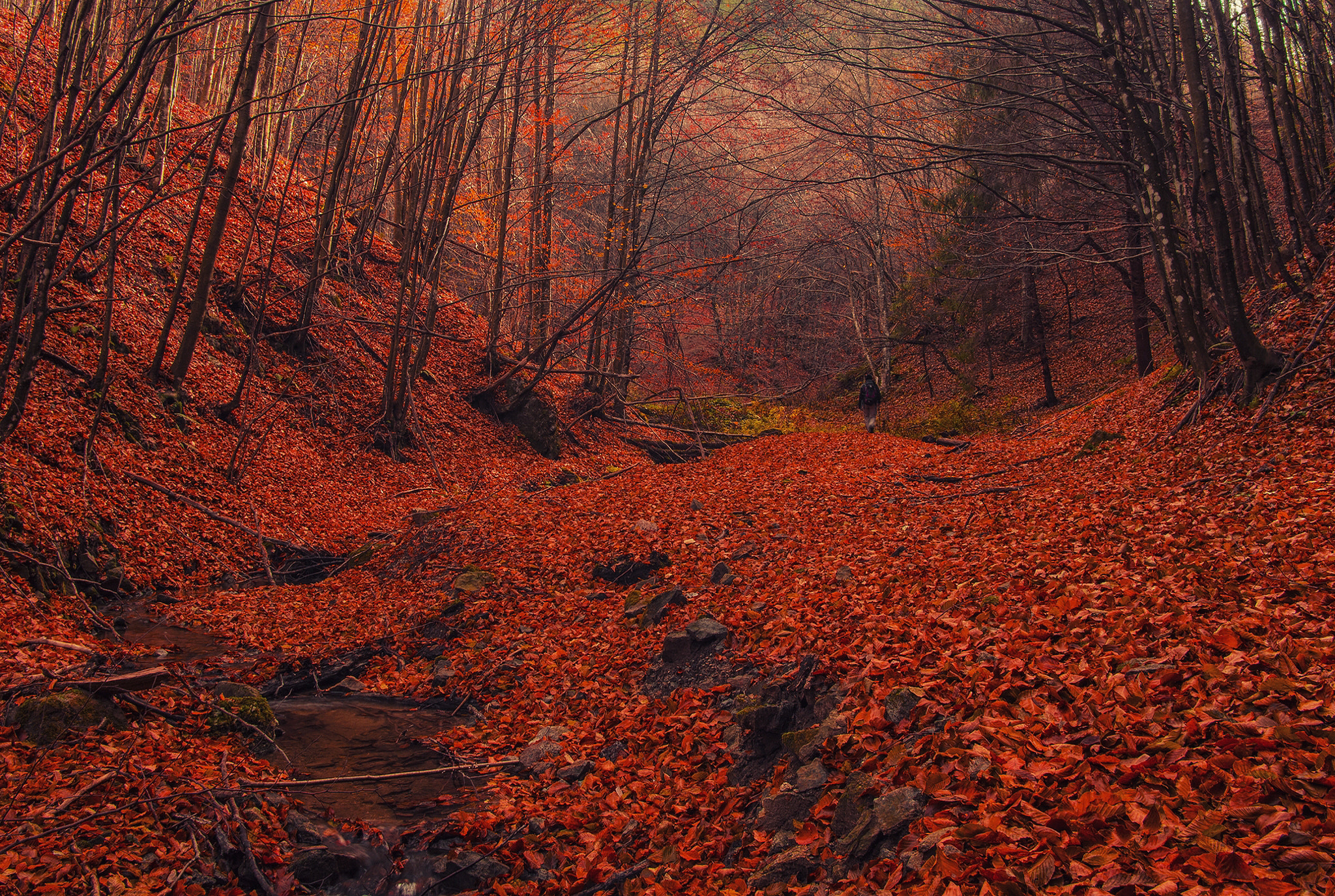 Sony Alpha NEX-C3 + Sigma 19mm F2.8 EX DN sample photo. November mountain forest photography