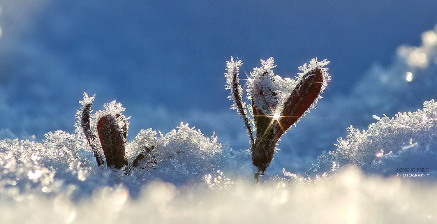 Pentax smc D-FA 100mm F2.8 macro sample photo. Joy of winter photography
