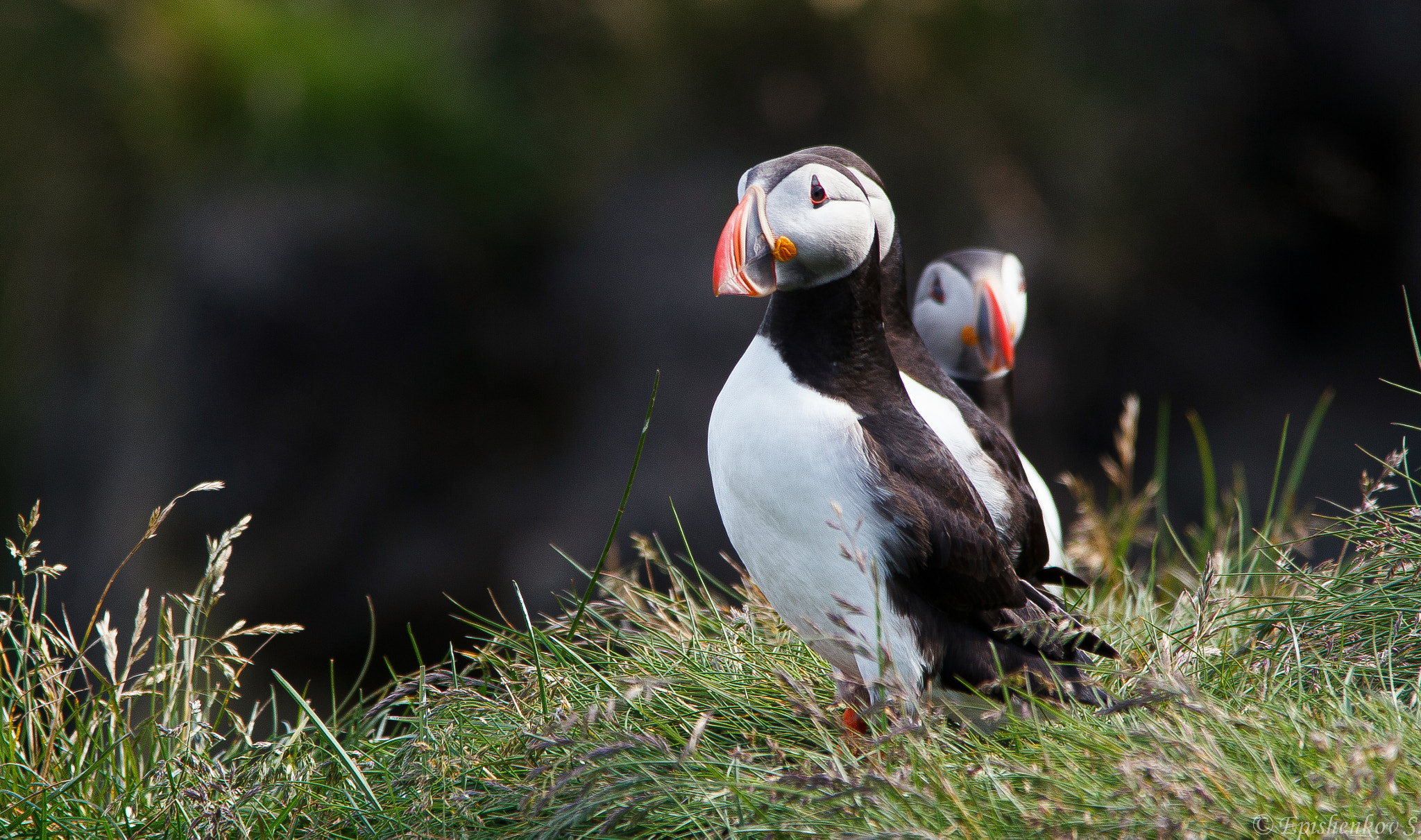 Sigma 150-500mm F5-6.3 DG OS HSM sample photo. Puffins photography