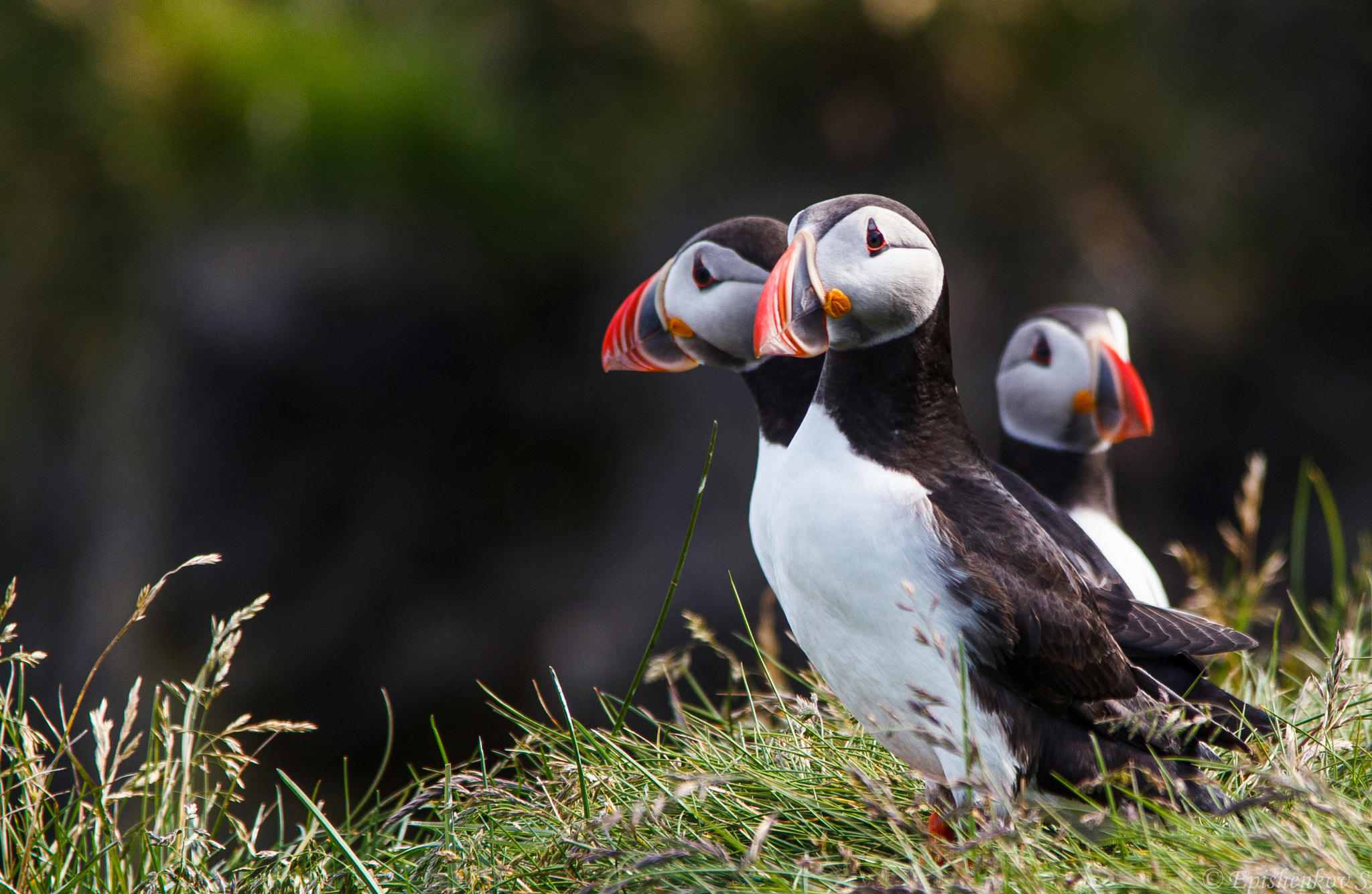 Sigma 150-500mm F5-6.3 DG OS HSM sample photo. Puffins photography
