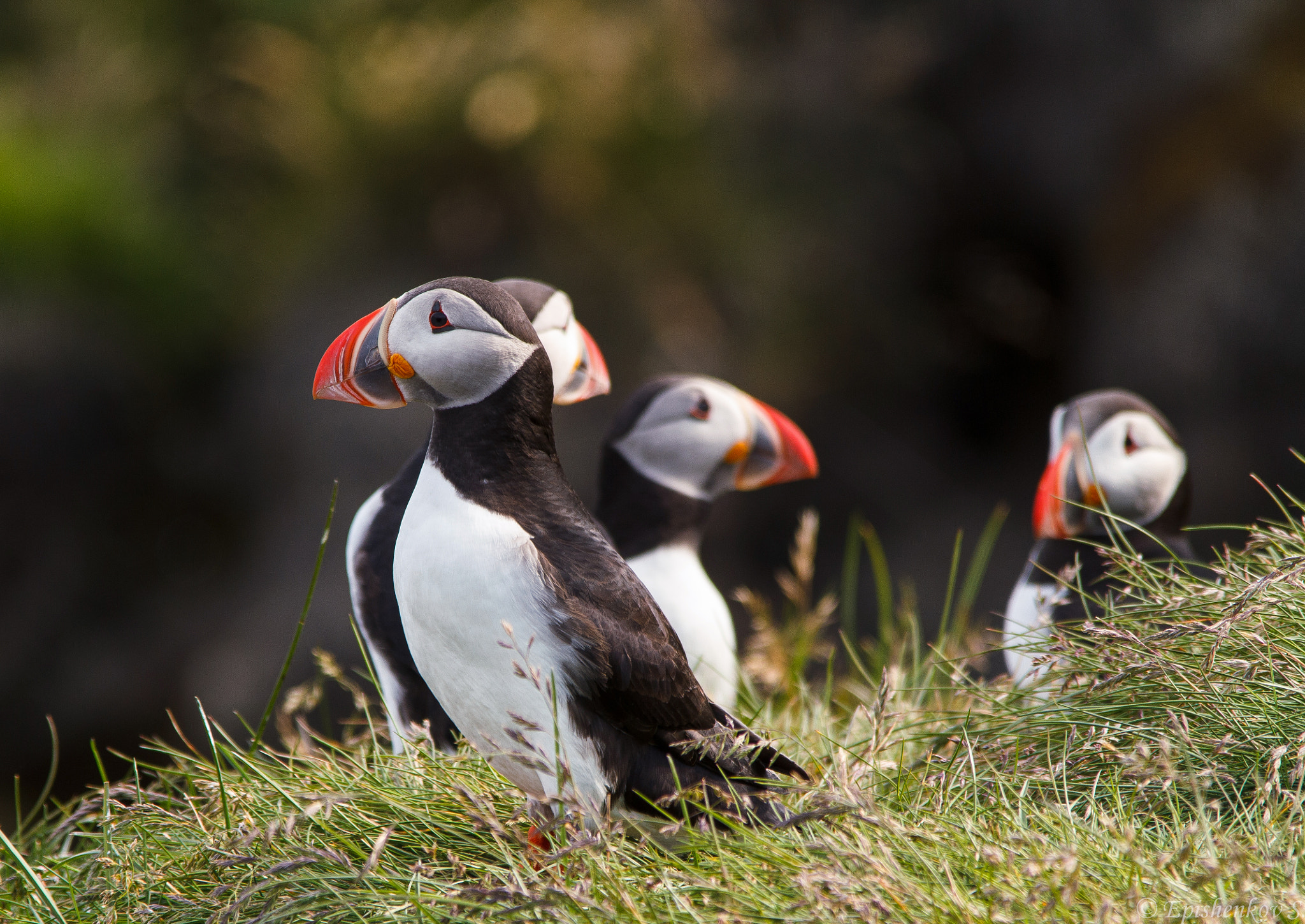 Sigma 150-500mm F5-6.3 DG OS HSM sample photo. Puffins photography