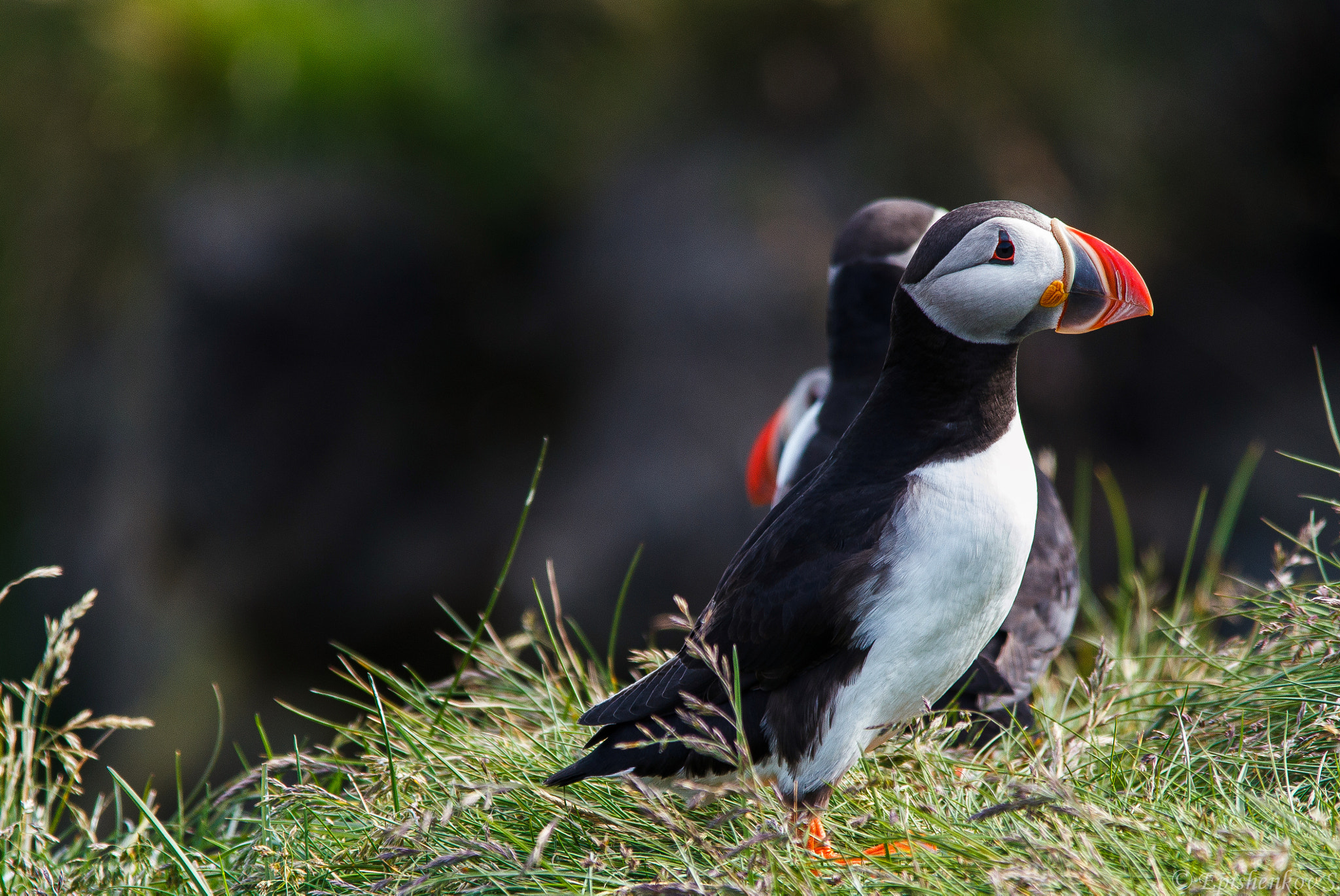 Sigma 150-500mm F5-6.3 DG OS HSM sample photo. Puffins photography