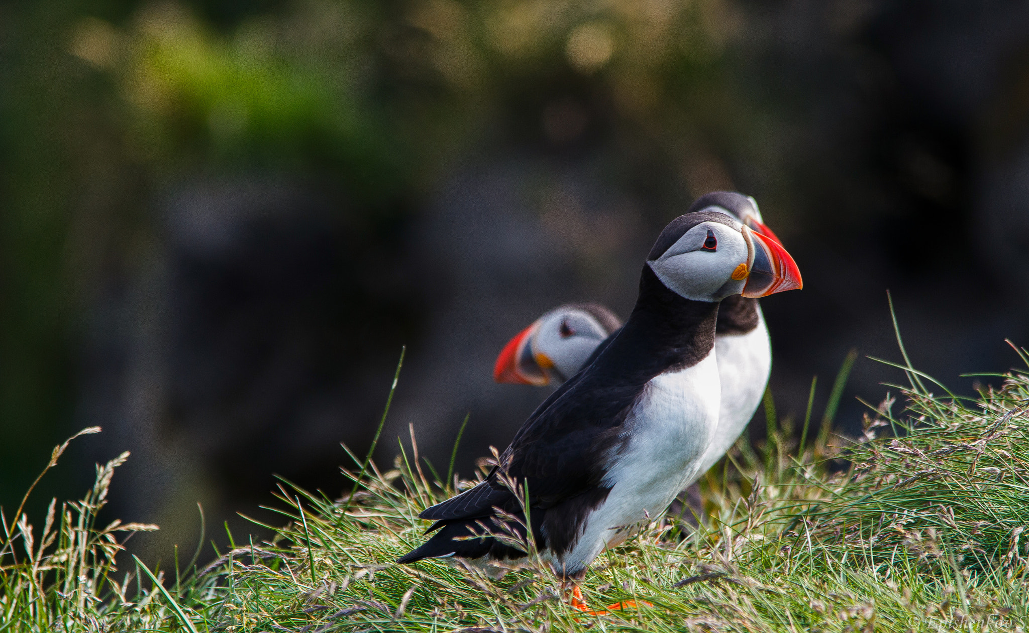 Sigma 150-500mm F5-6.3 DG OS HSM sample photo. Puffins photography