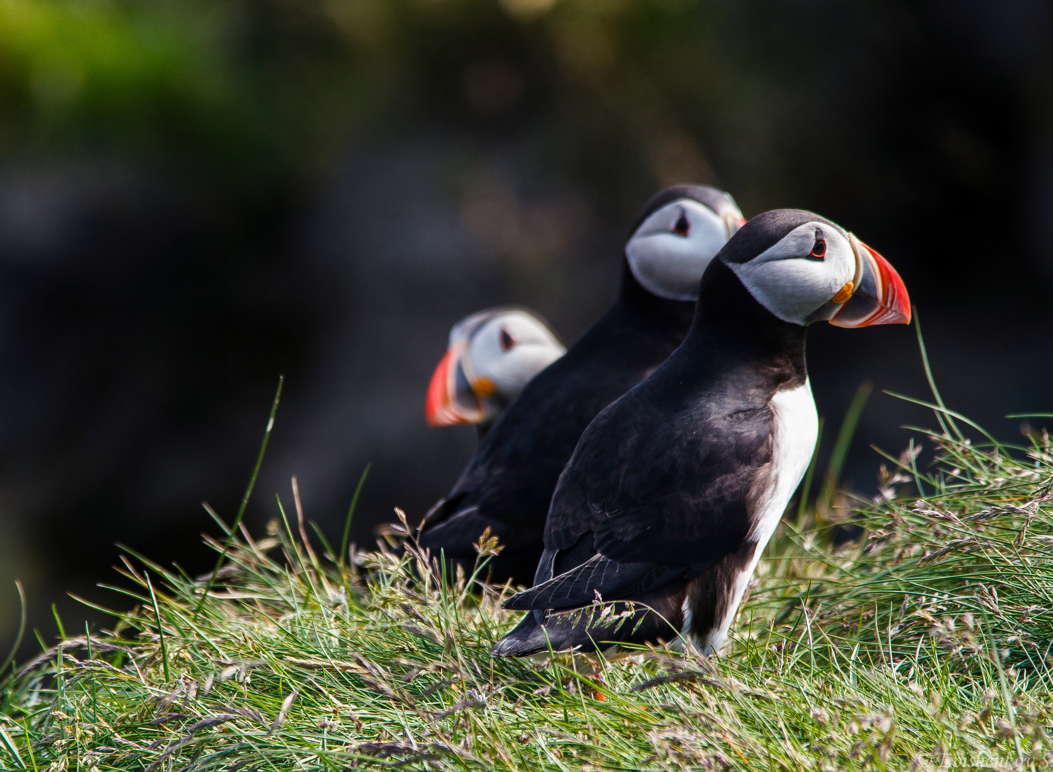 Sigma 150-500mm F5-6.3 DG OS HSM sample photo. Puffins photography