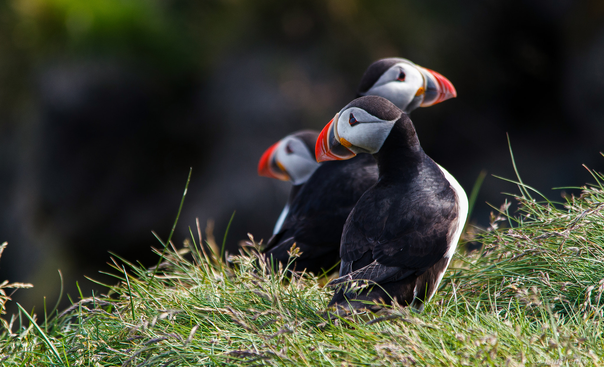 Sigma 150-500mm F5-6.3 DG OS HSM sample photo. Puffins photography