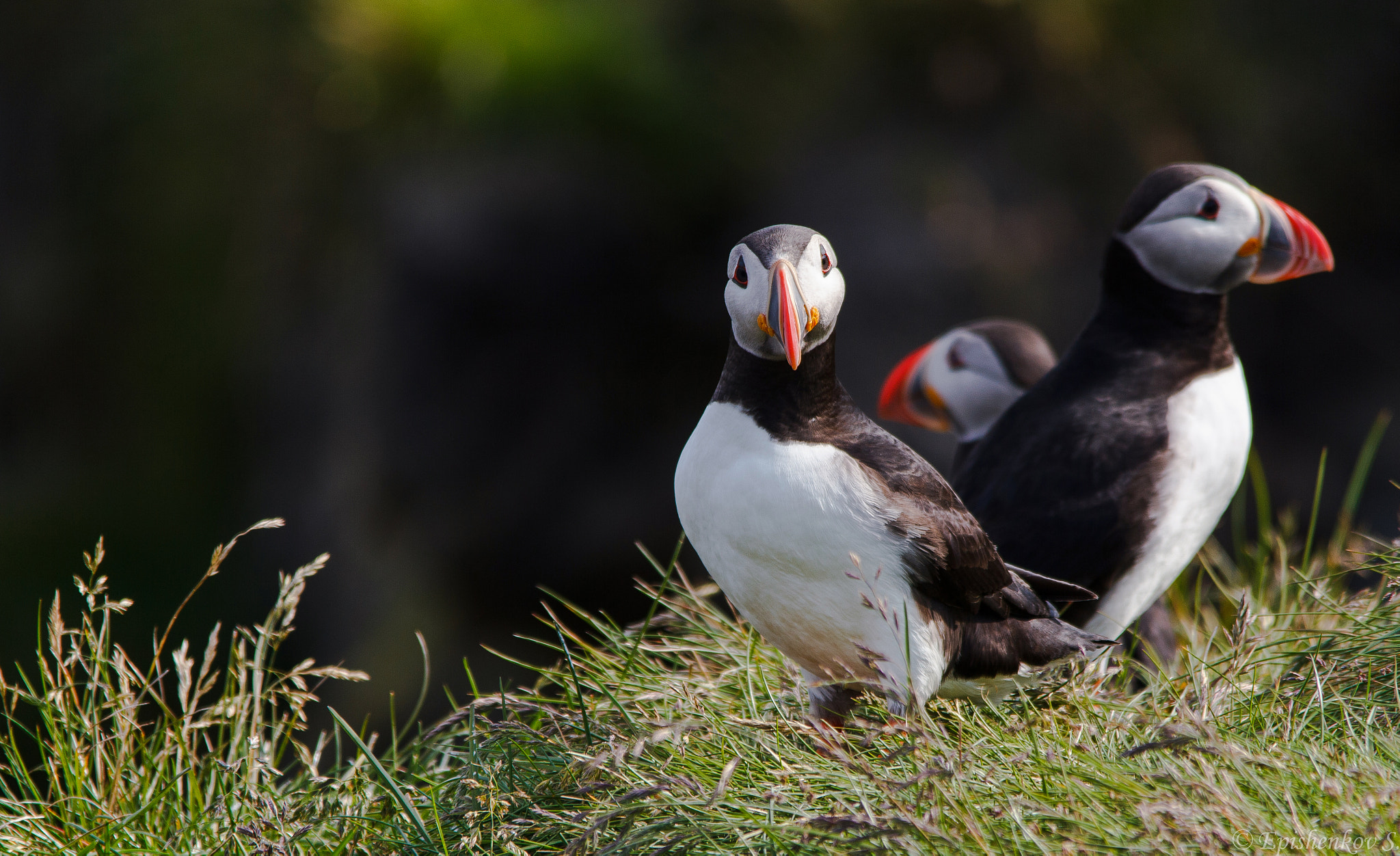 Sigma 150-500mm F5-6.3 DG OS HSM sample photo. Puffins photography