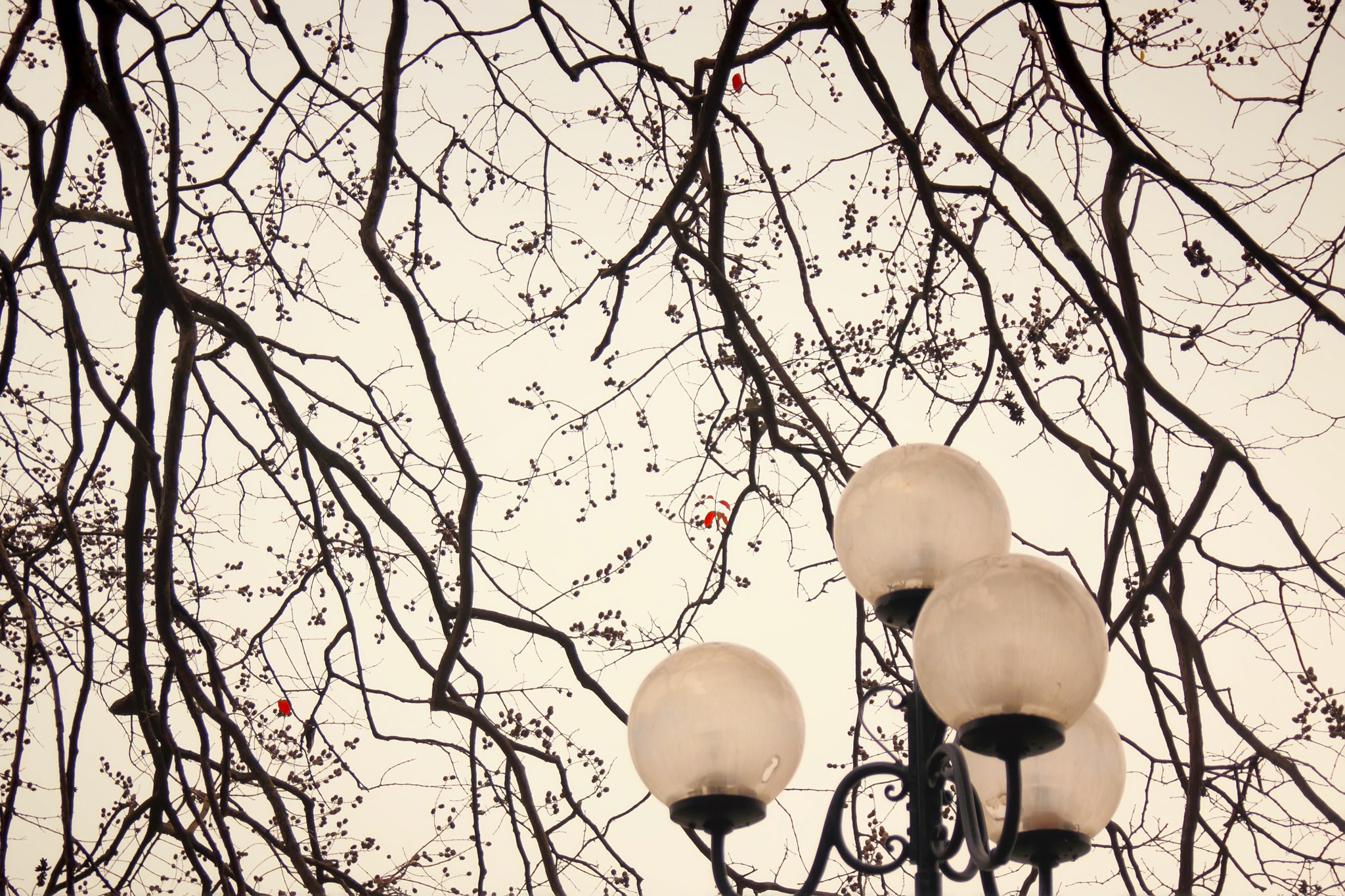Canon EOS 550D (EOS Rebel T2i / EOS Kiss X4) sample photo. A hazy shade of winter photography