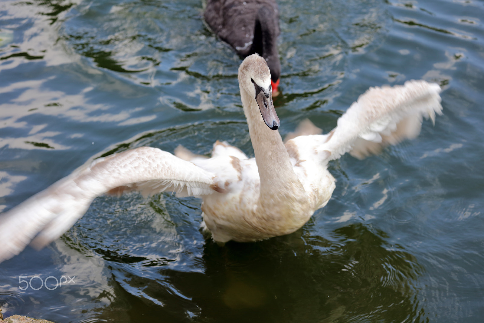 Canon EF 70-300mm F4-5.6L IS USM sample photo. The goose wings photography
