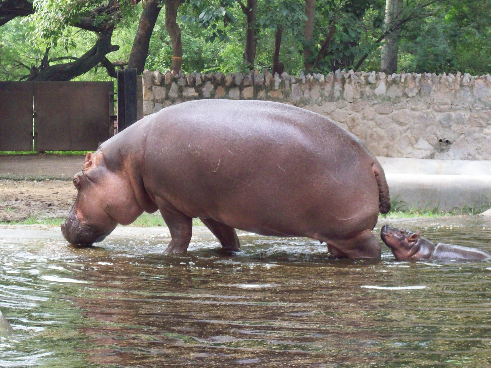 Kodak EASYSHARE M853 ZOOM DIGITAL CAMERA sample photo. Hippo: mother and child photography