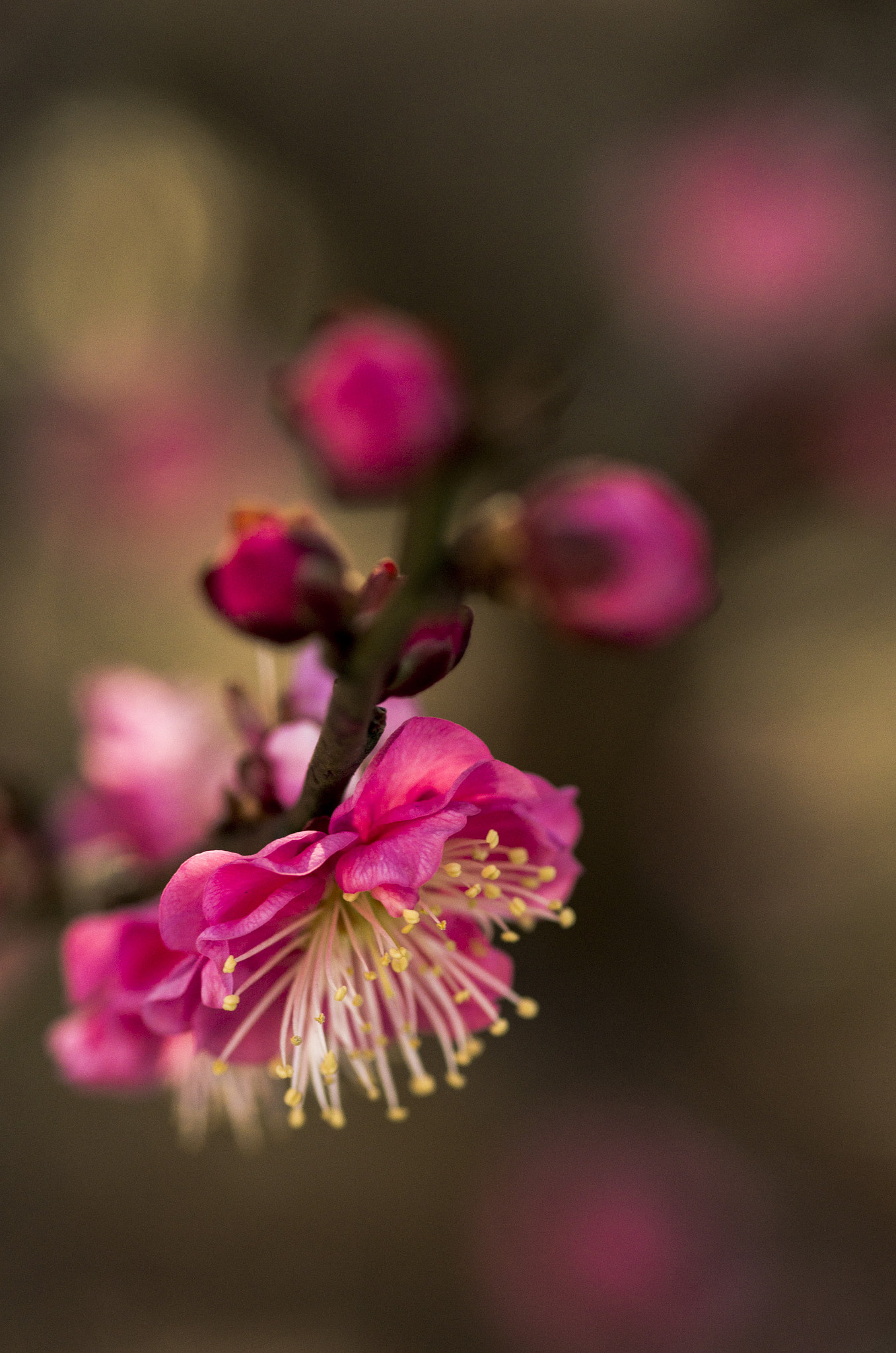 Pentax K-5 IIs + Tamron SP AF 90mm F2.8 Di Macro sample photo. Dreaming of the time of the spring comes photography