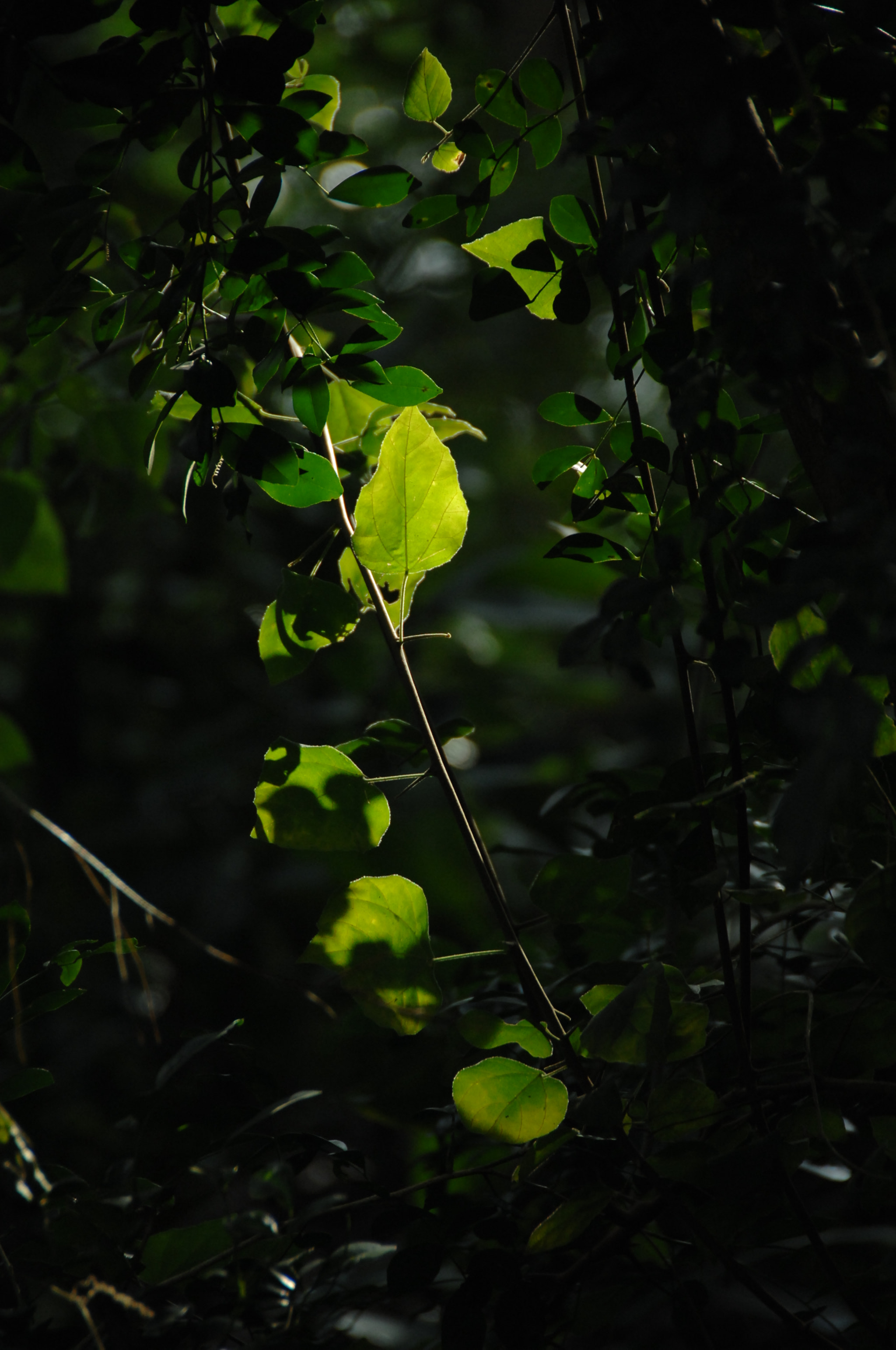 Nikon D2X sample photo. .. photography