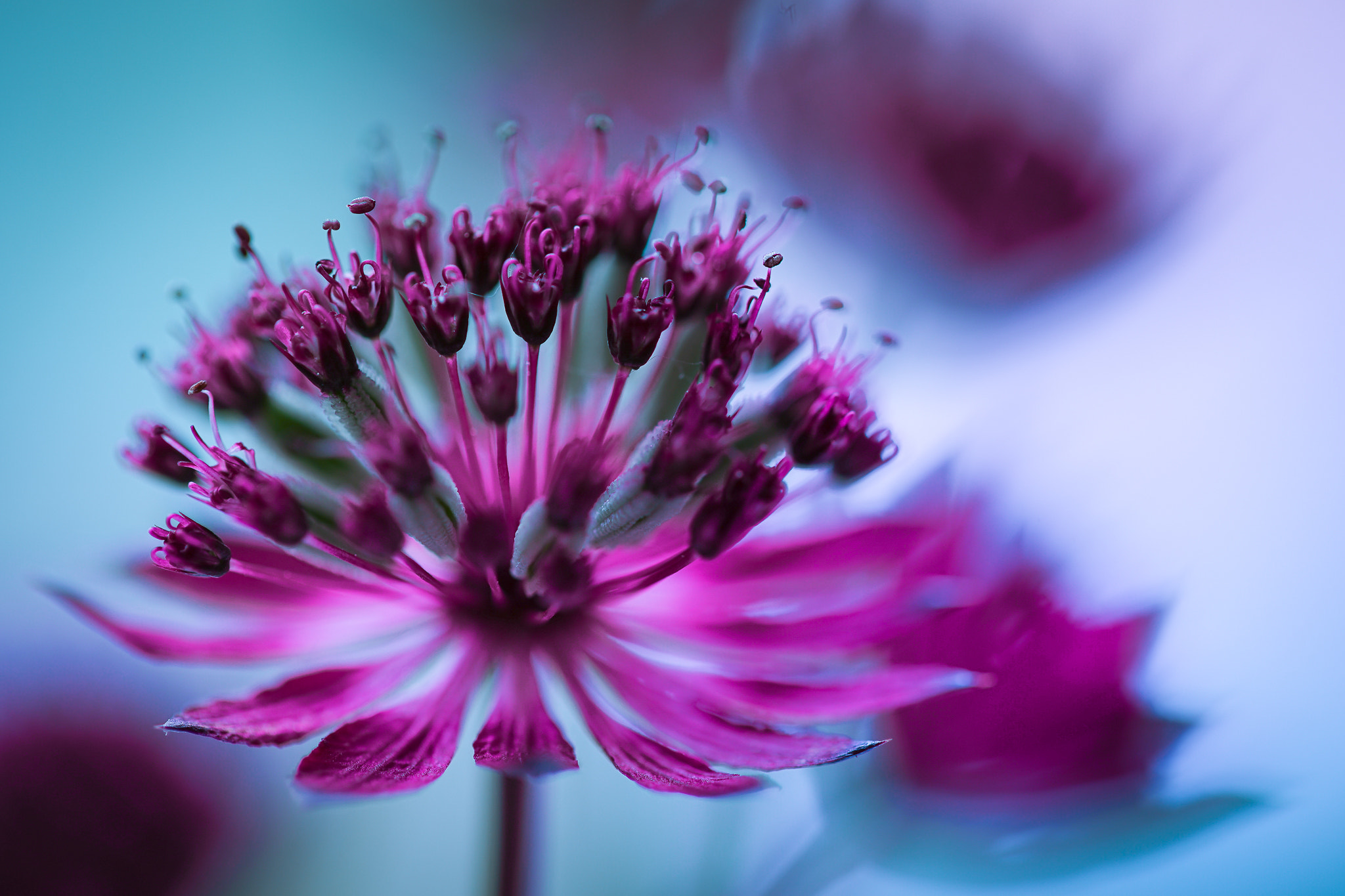 100mm F2.8 G SSM OSS sample photo. Dark temptation photography