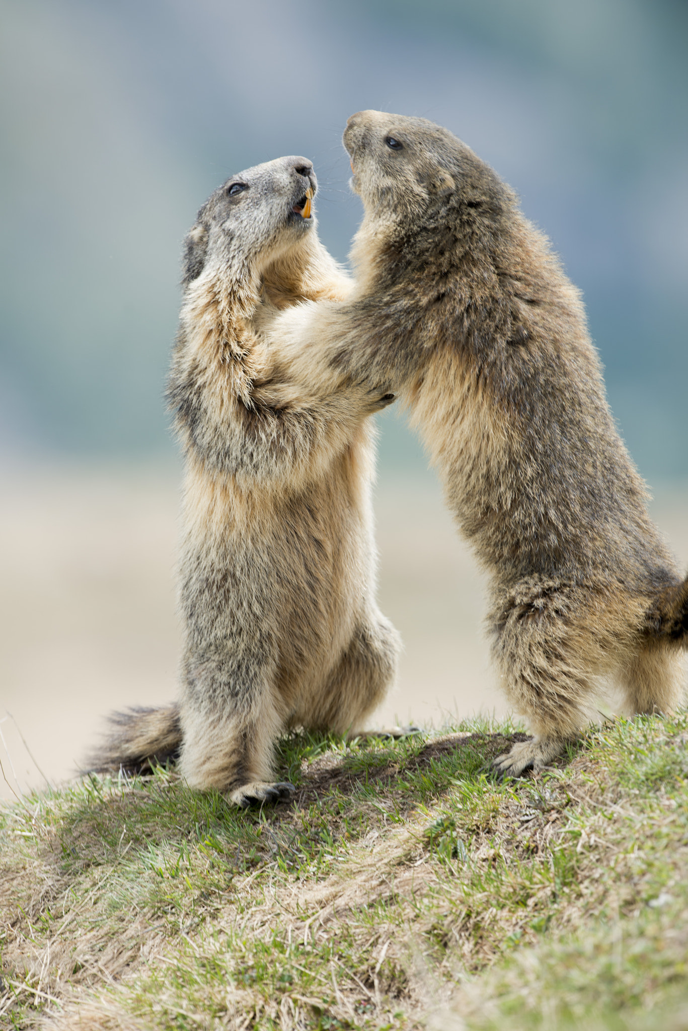 Nikon D800E + Nikon AF-S Nikkor 500mm F4G ED VR sample photo. Marmot day photography