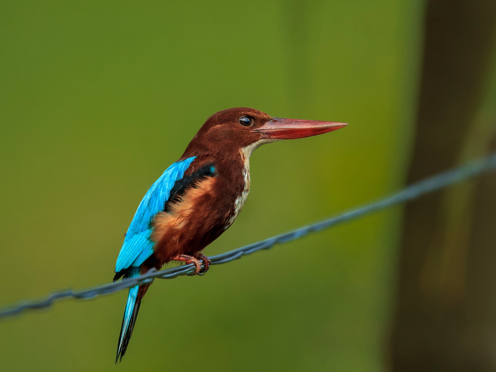 Tamron SP 150-600mm F5-6.3 Di VC USD sample photo. Kingfisher photography