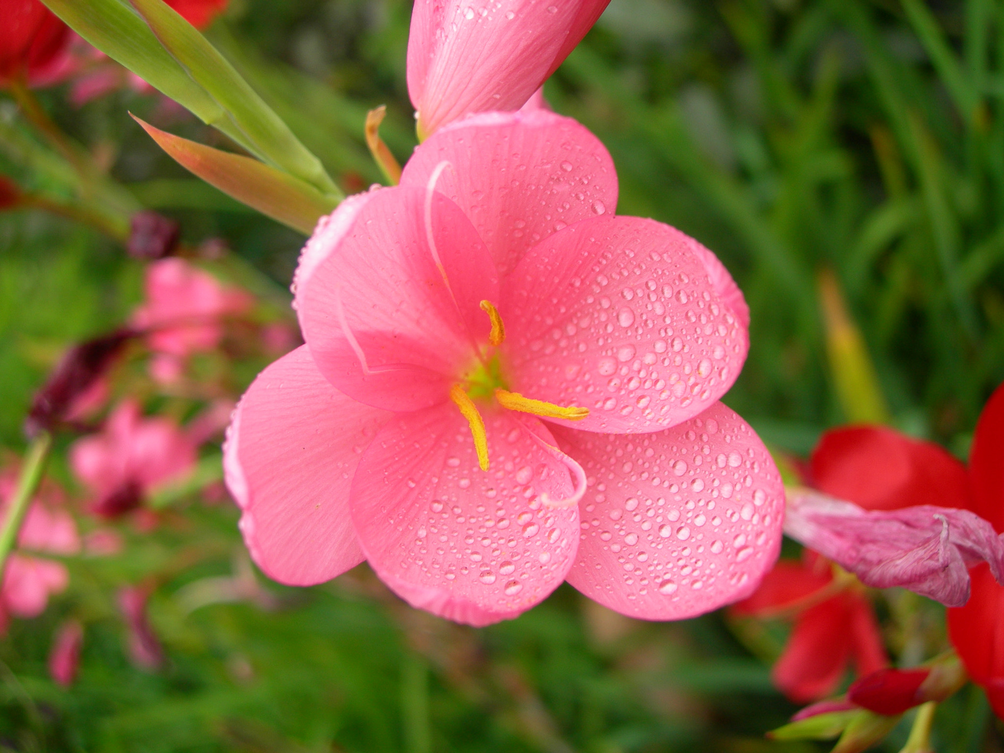 Nikon E7600 sample photo. Pink morning dew photography