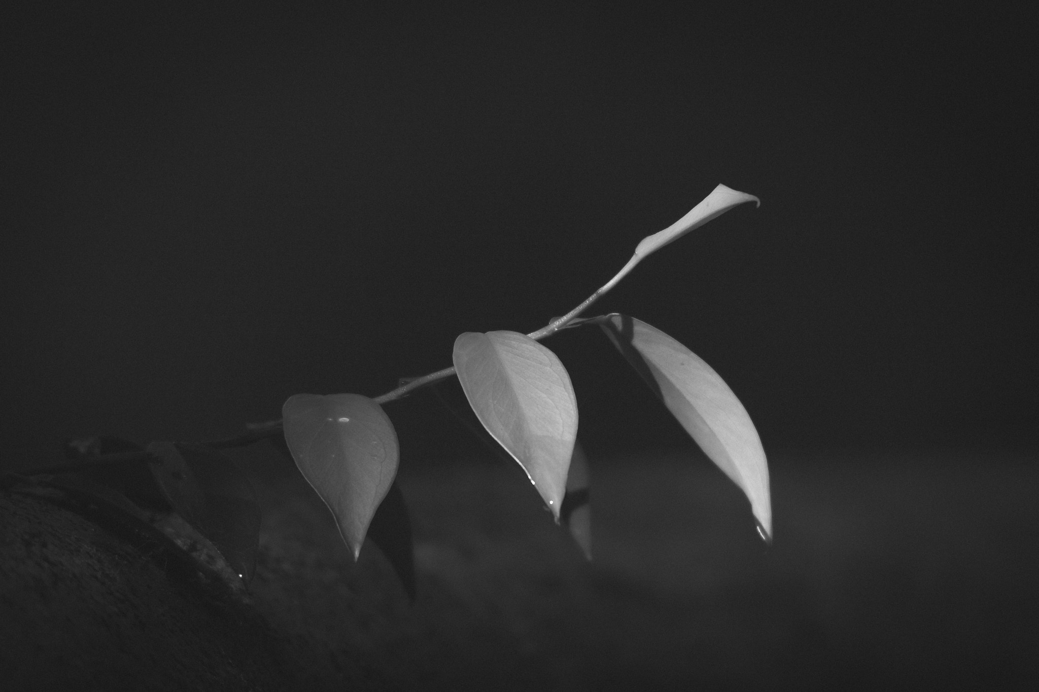 Tamron SP 150-600mm F5-6.3 Di VC USD sample photo. Leaves photography