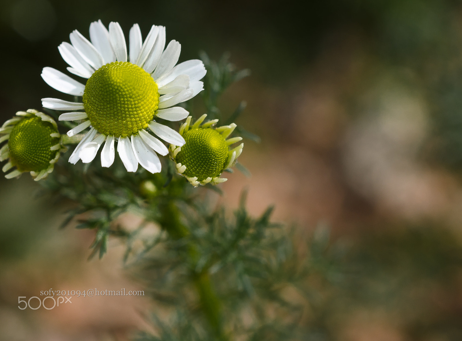 Nikon D7000 + Sigma 50mm F2.8 EX DG Macro sample photo. Signs of spring... photography