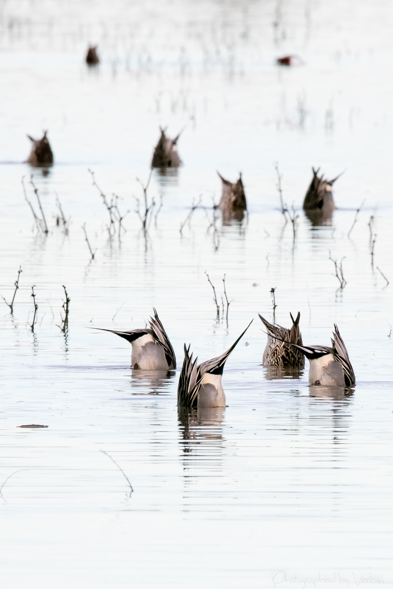 Sigma 150-600mm F5-6.3 DG OS HSM | C sample photo. Dive photography