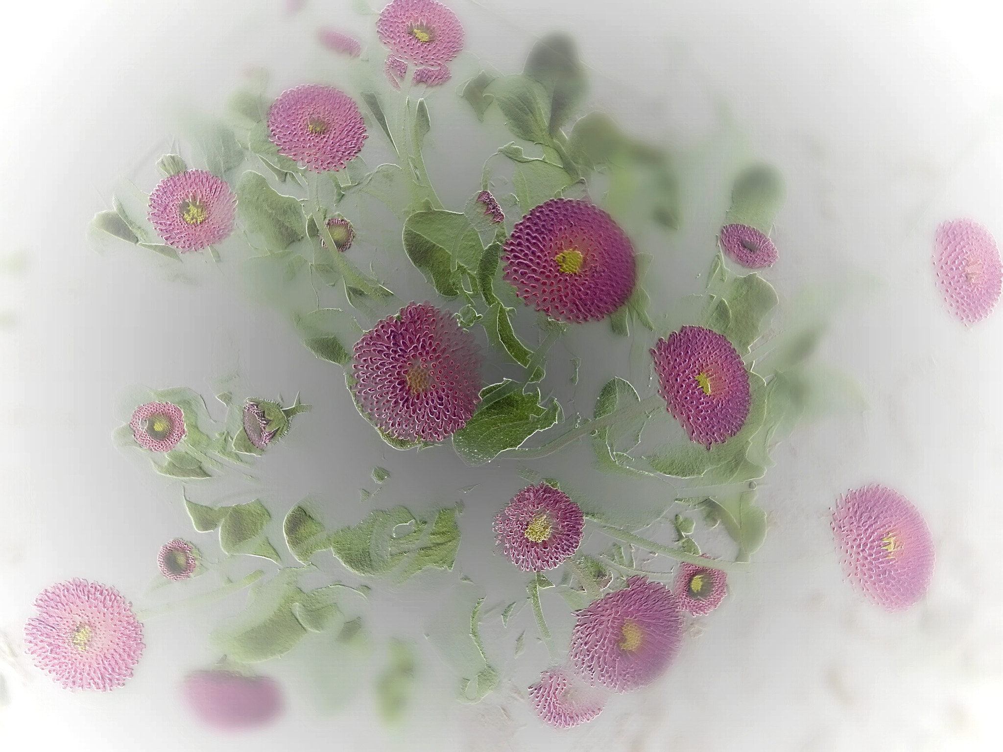 Pentax Optio I-10 sample photo. Daisy photography