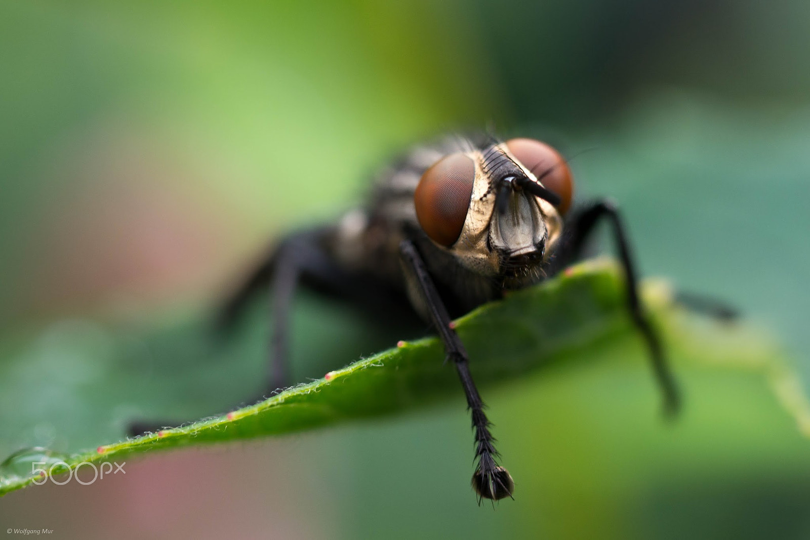 Panasonic Lumix G Macro 30mm F2.8 ASPH Mega OIS sample photo. Fliege photography