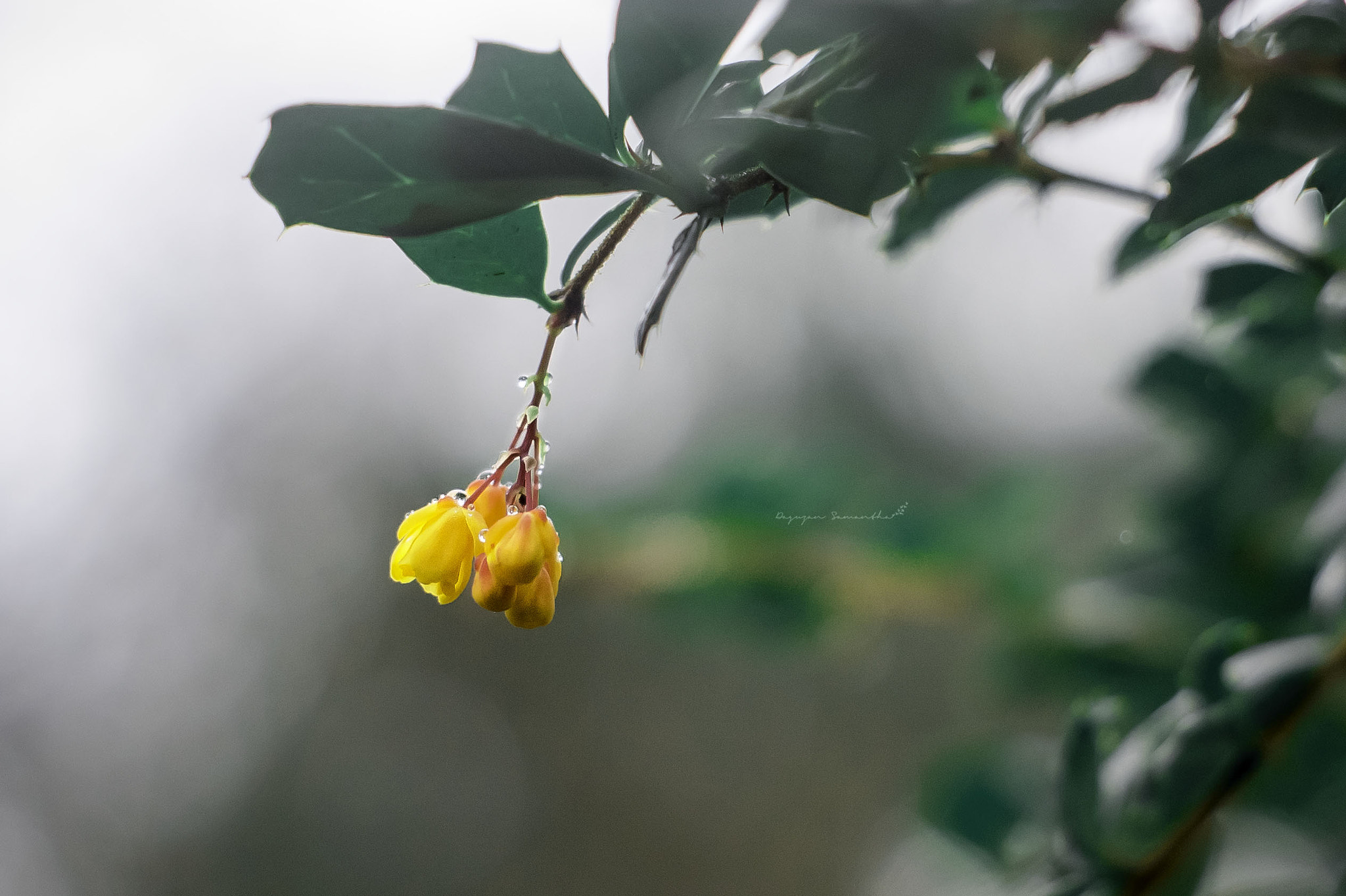 Sony SLT-A33 + Sony DT 50mm F1.8 SAM sample photo. Yellow photography