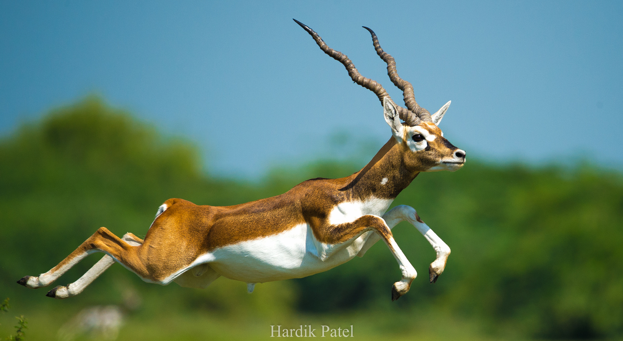 Nikon D4S sample photo. The jump photography