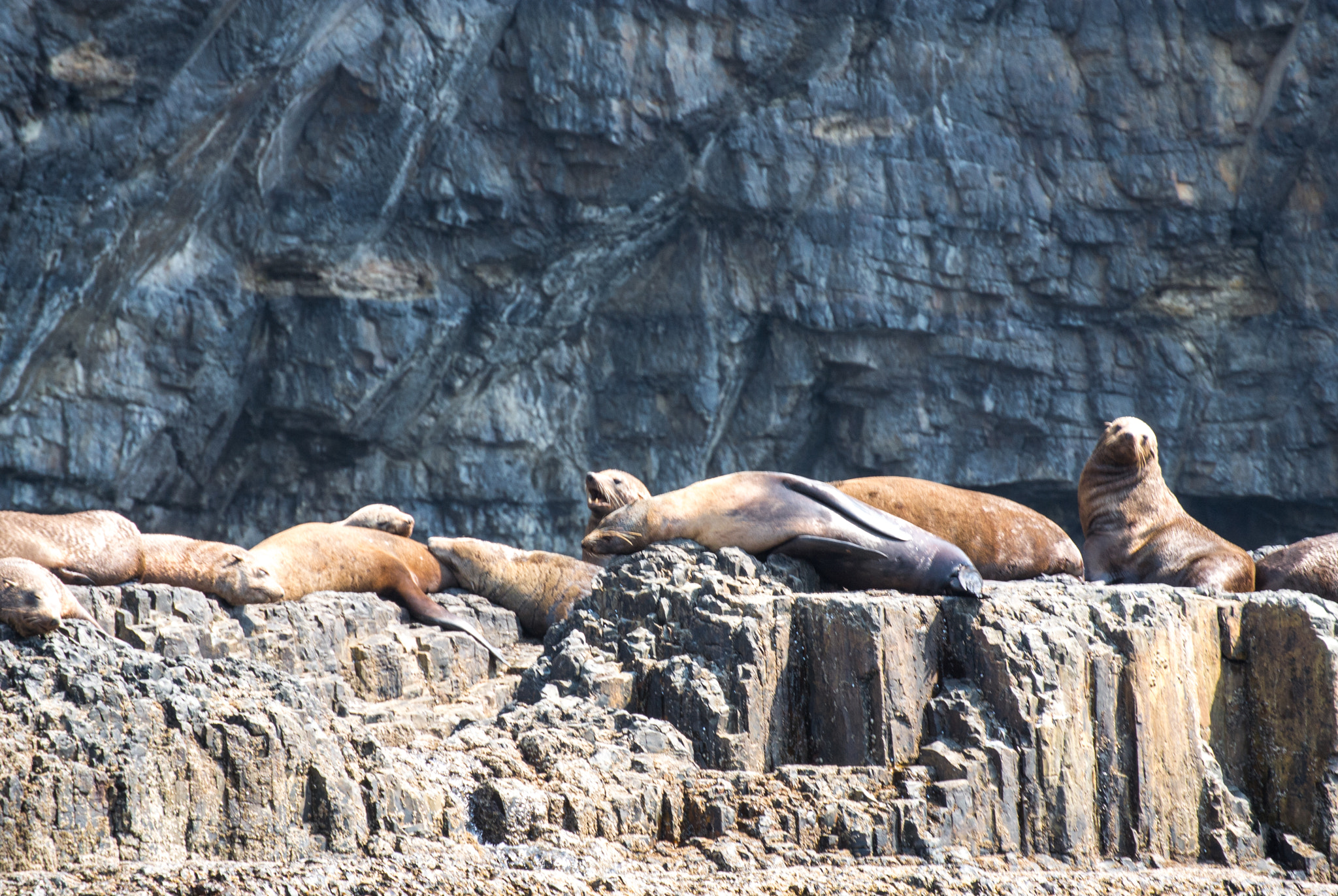 Nikon 1 Nikkor VR 30-110mm F3.8-5.6 sample photo. Seals of tasman island photography