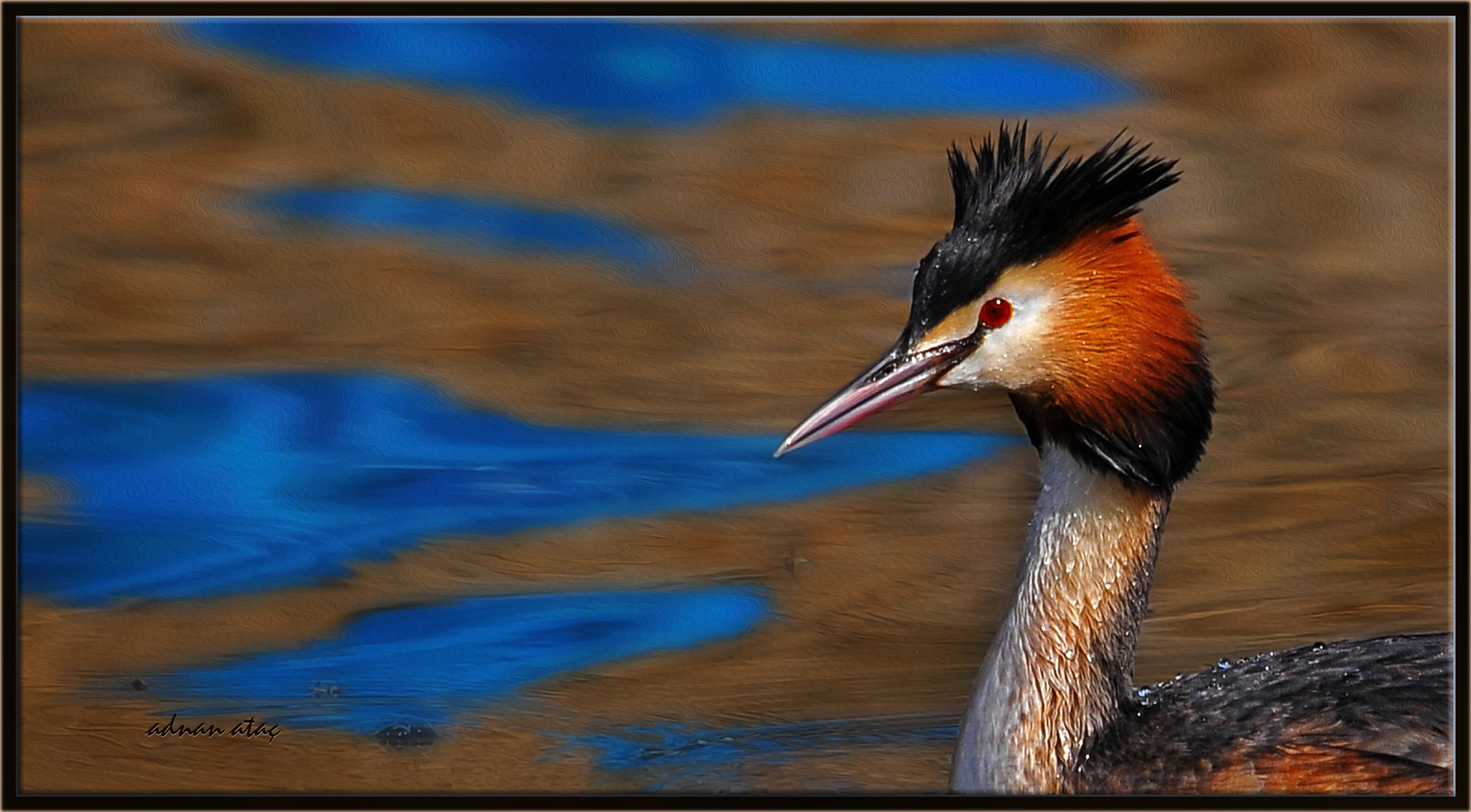 Sigma 50-500mm F4-6.3 EX APO RF HSM sample photo. Bahri - great crested grebe - podiceps cristatus photography