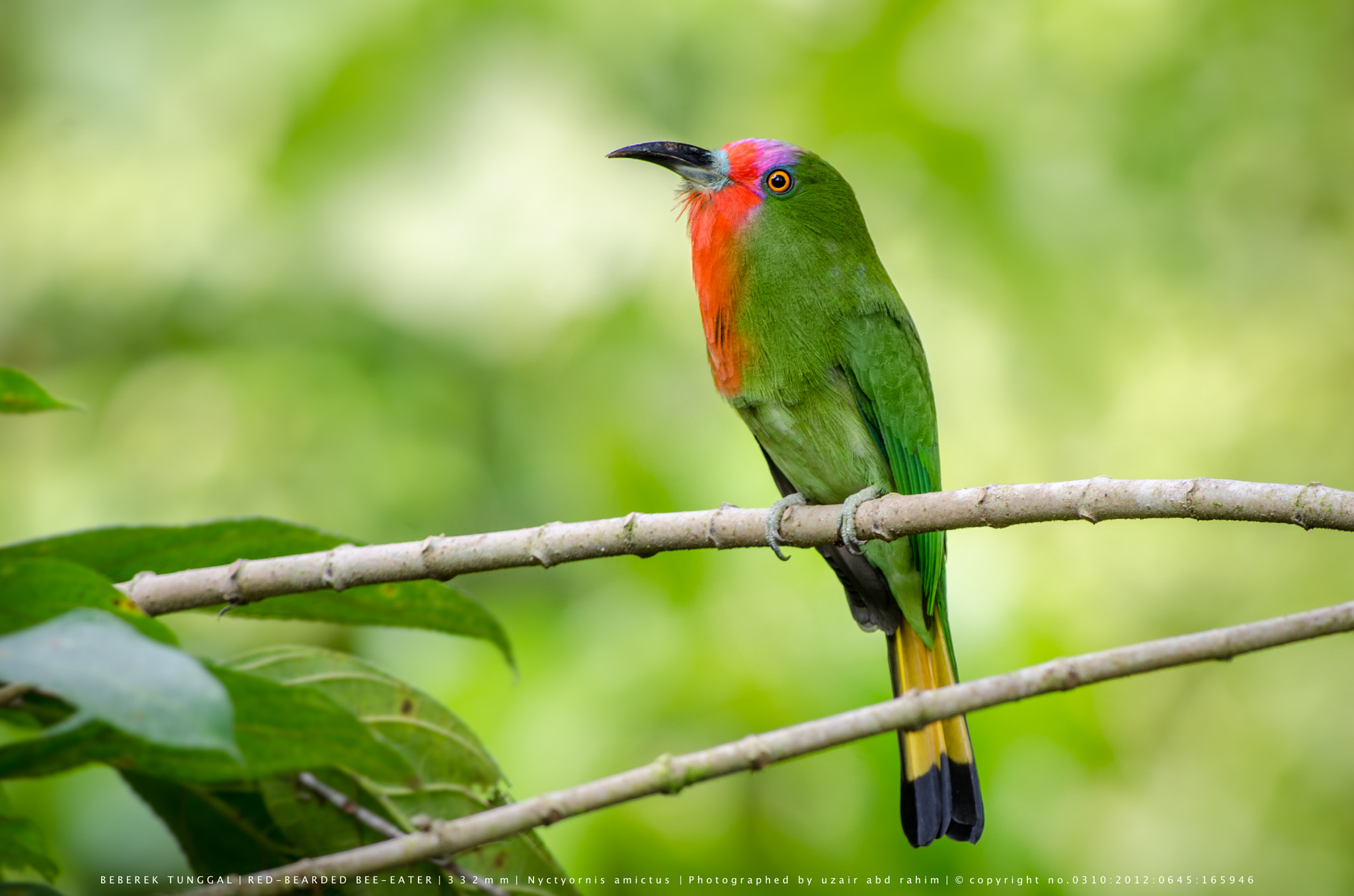 Nikon AF-S Nikkor 300mm F2.8G ED VR II sample photo. Red-bearded bee-eater photography