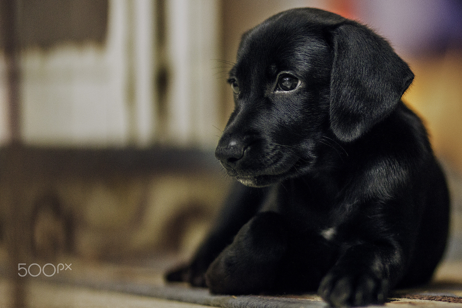 Sigma 85mm F1.4 EX DG HSM sample photo. Ciggy photography