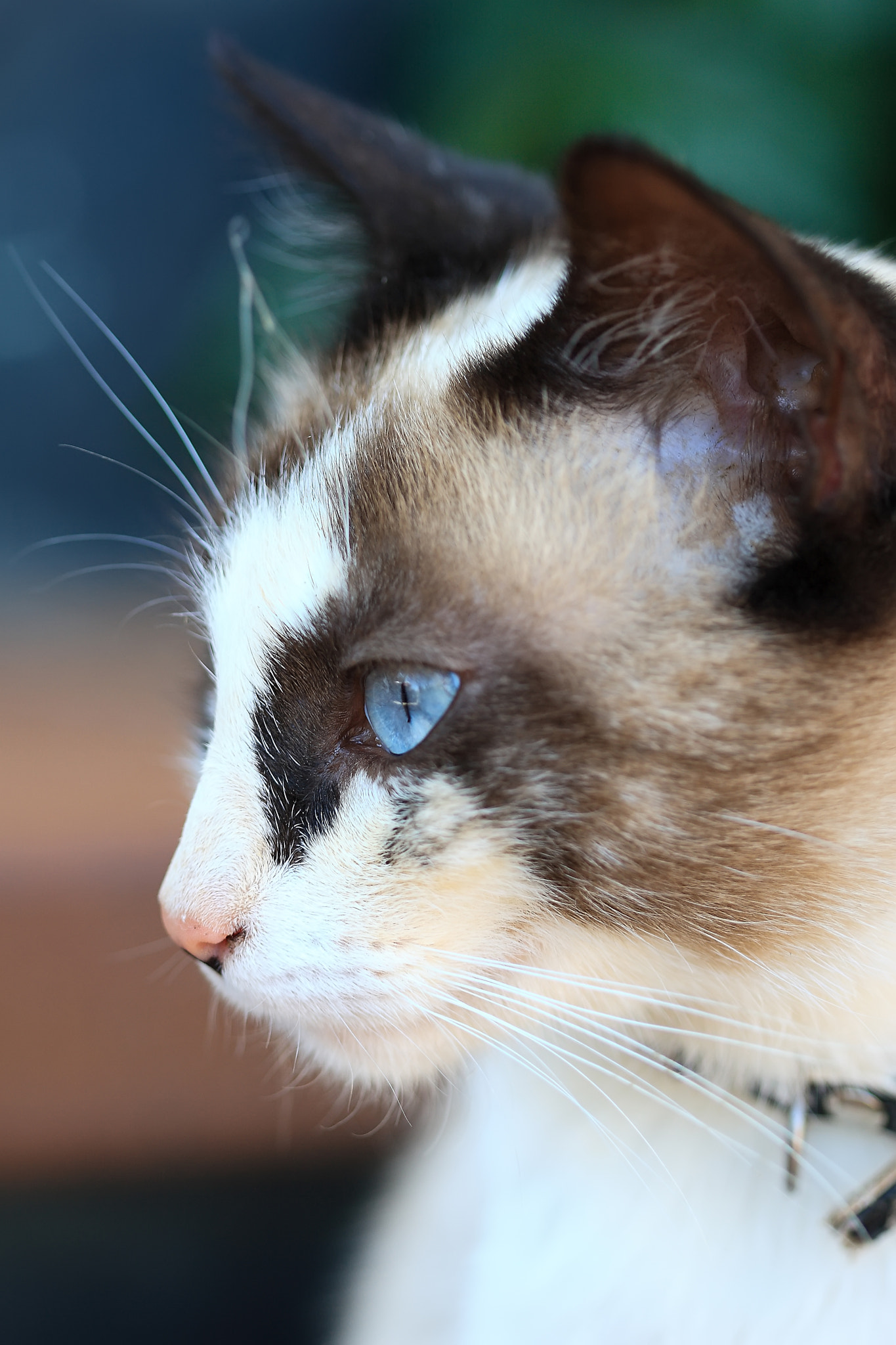 Canon EOS 30D + Canon EF 100mm F2.8 Macro USM sample photo. Portrait of the beautiful blue eyes cat photography