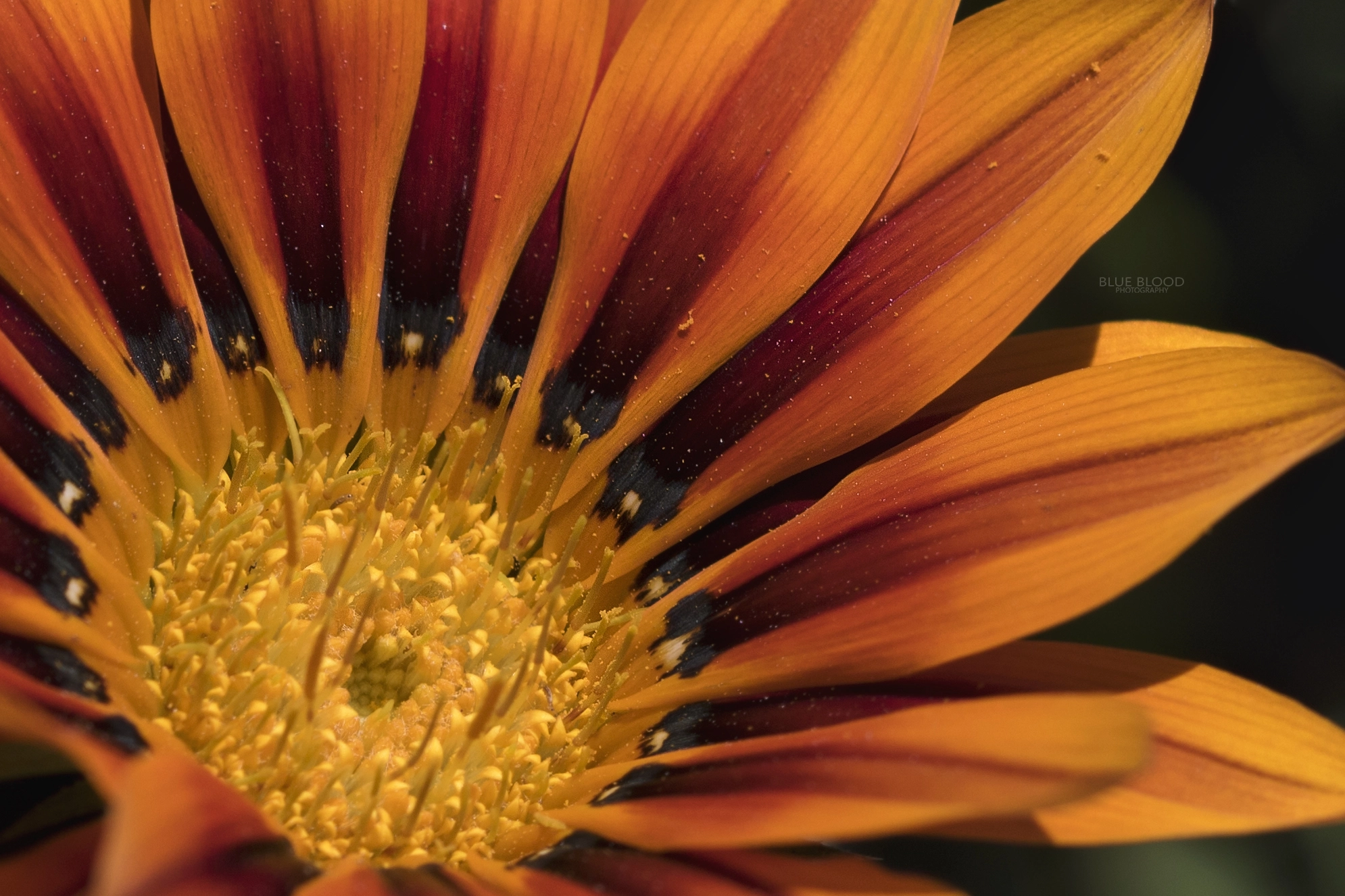 Canon EF 100mm F2.8 Macro USM sample photo. Orange gazania photography