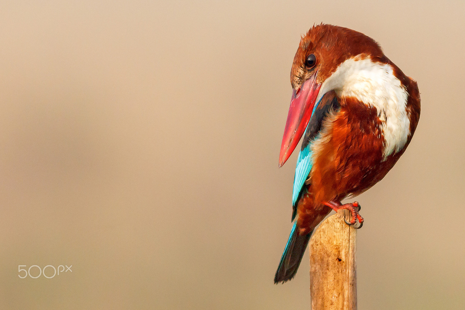 Canon EOS 60D + Canon EF 400mm F5.6L USM sample photo. White-throated kingfisher photography