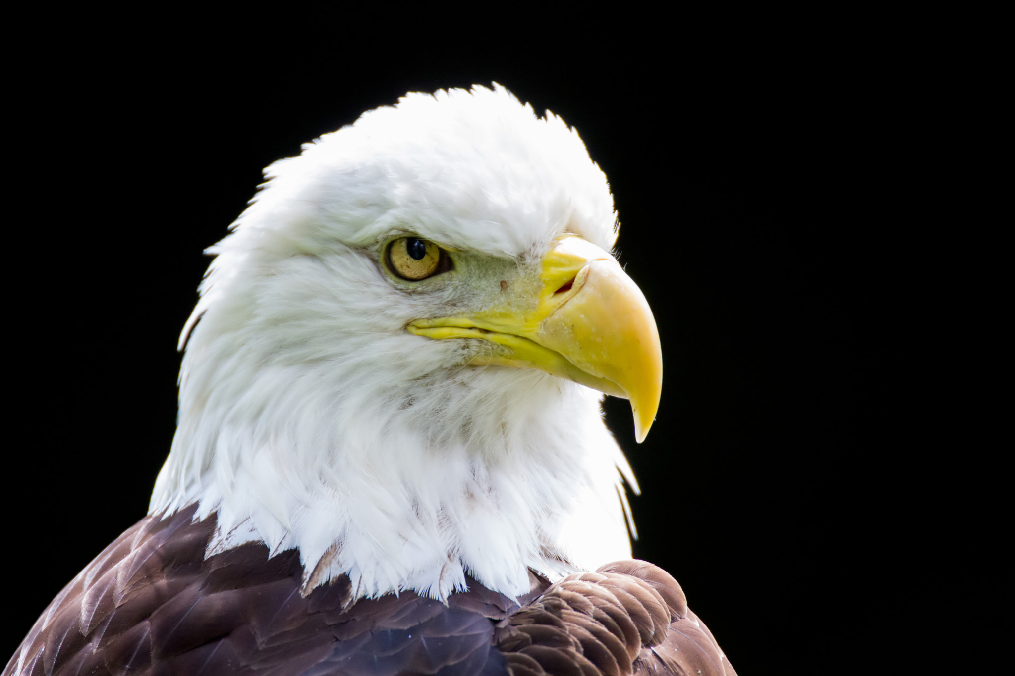 Canon EOS 7D + Sigma 120-300mm F2.8 EX DG HSM sample photo. Eagle photography