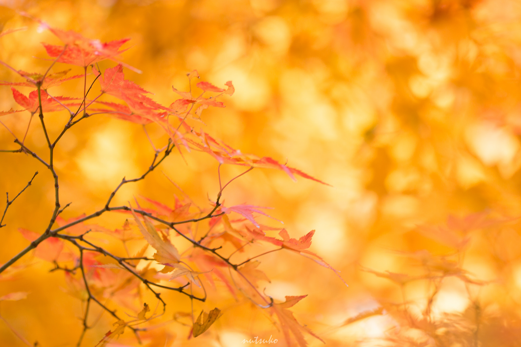 Sigma APO Macro 150mm f/2.8 EX DG HSM sample photo. Golden leaves photography
