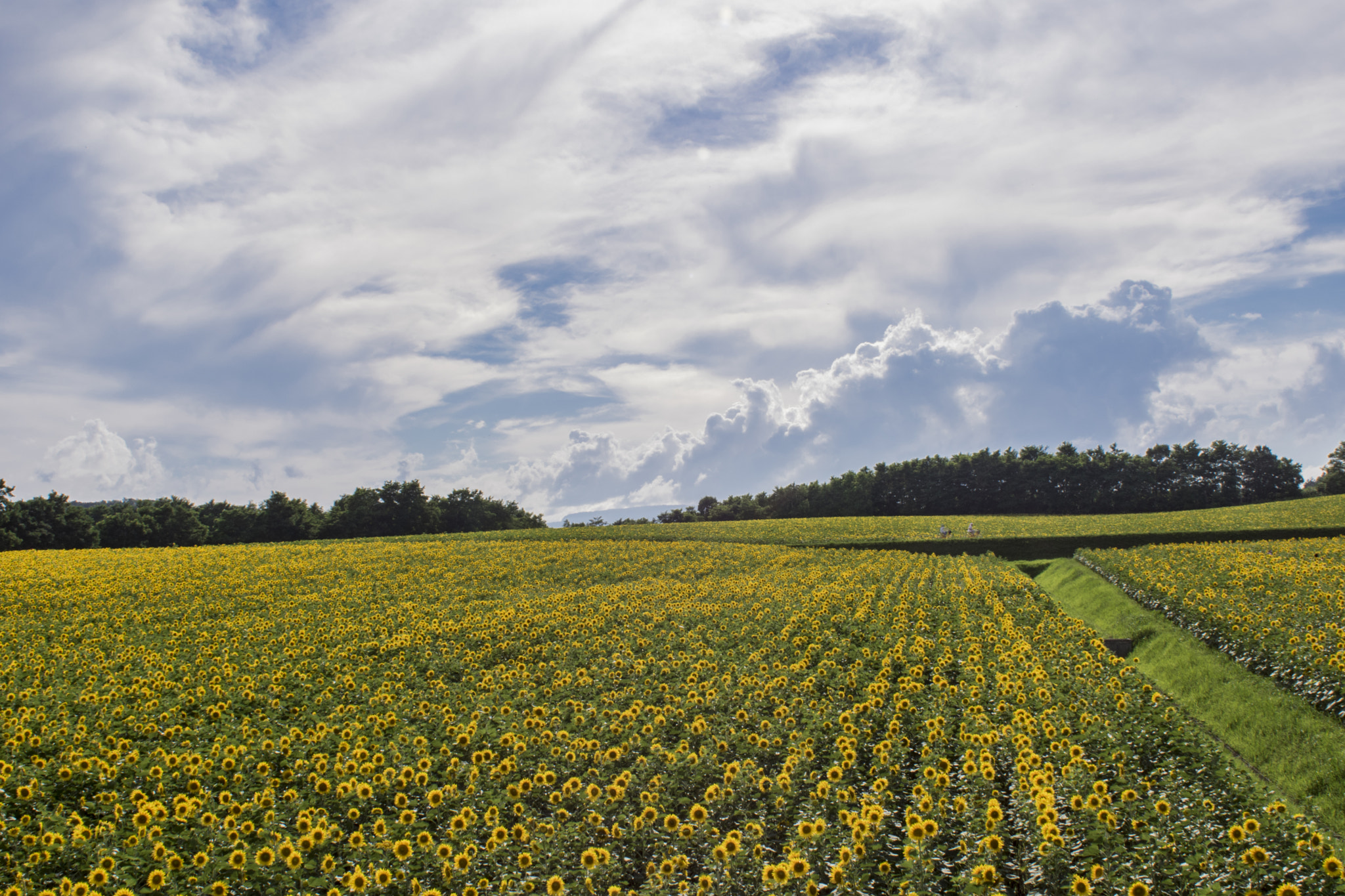Canon EF 28mm F1.8 USM sample photo. The sunflower field photography