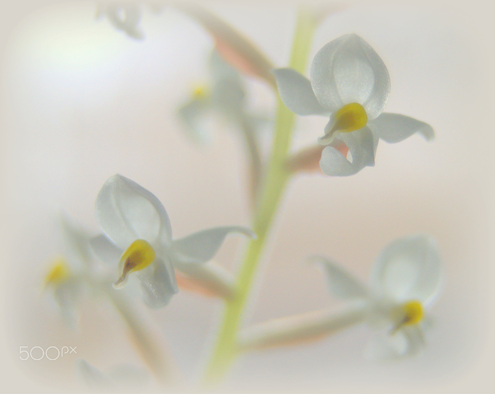 Sigma 28-90mm F3.5-5.6 Macro sample photo. Ludisia orchid flower photography
