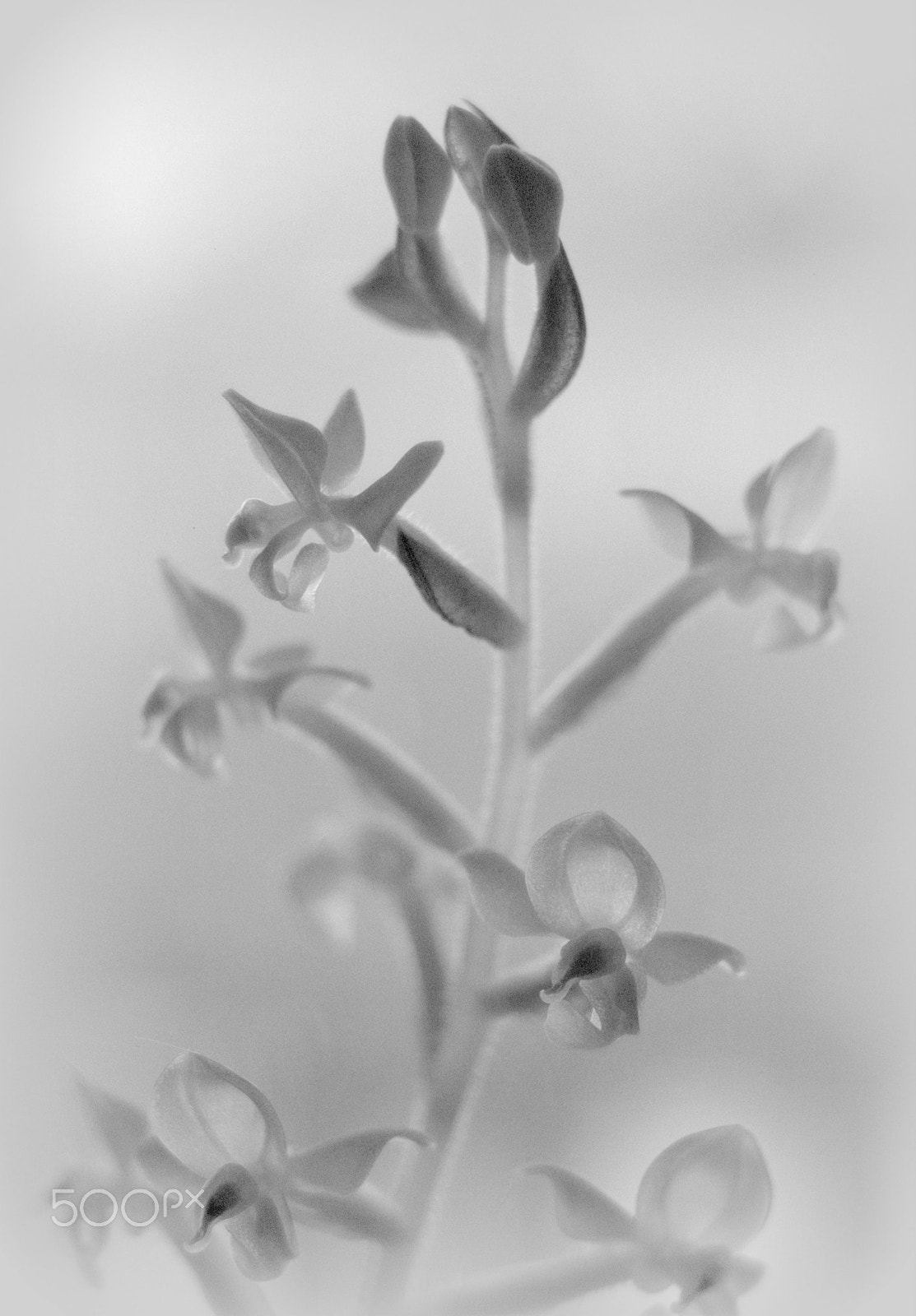 Sigma 28-90mm F3.5-5.6 Macro sample photo. Ludisia orchid flowers photography