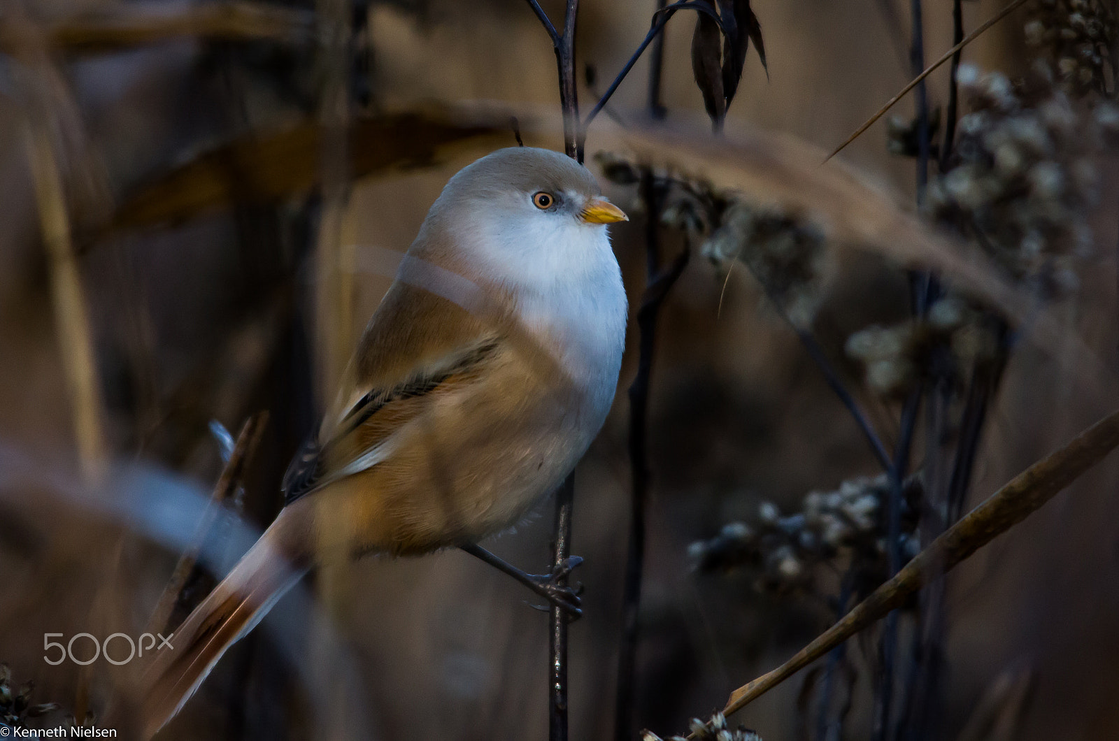 Sigma 150-500mm F5-6.3 DG OS HSM sample photo. Bearded tit photography