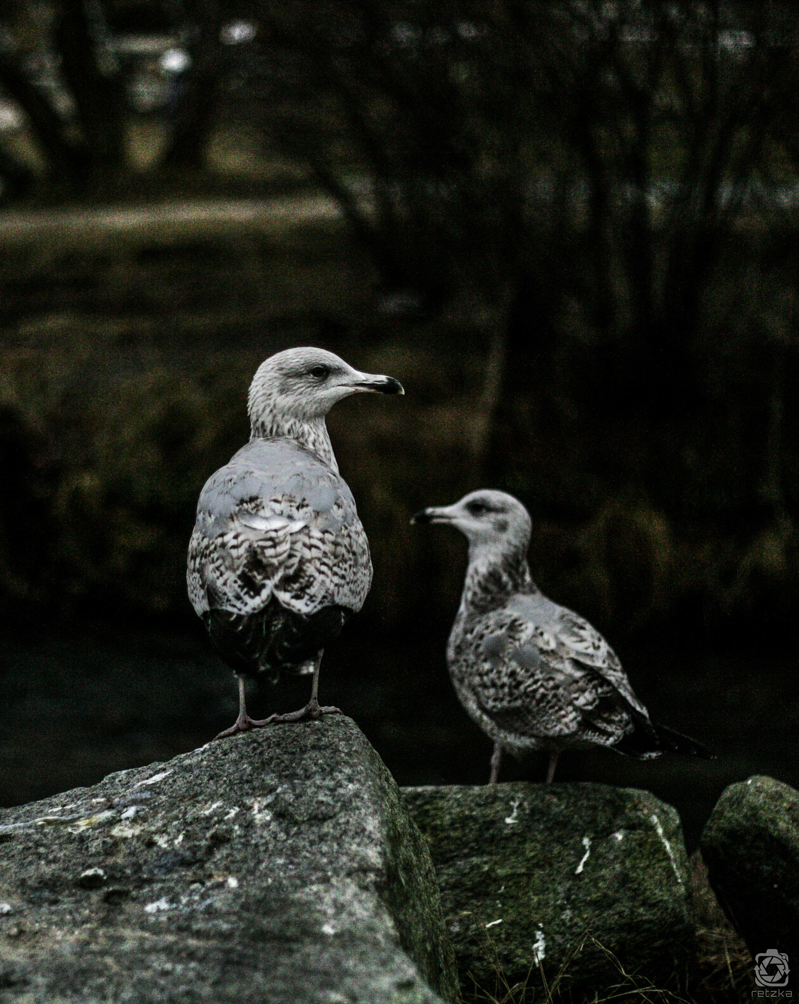 Canon EOS-1Ds Mark II + Canon EF 50mm F1.8 II sample photo. Wrong way photography