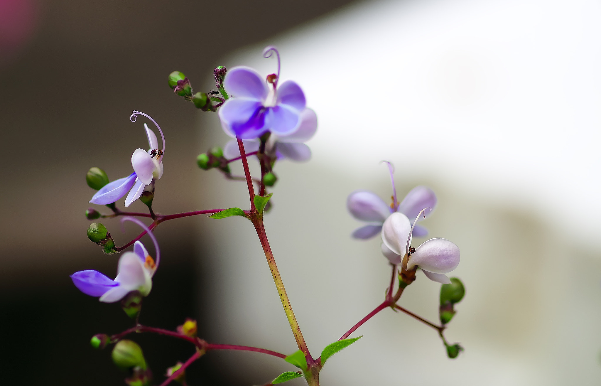 Pentax K-50 + Pentax smc D-FA 100mm F2.8 Macro WR sample photo. Blue butterfly bush photography