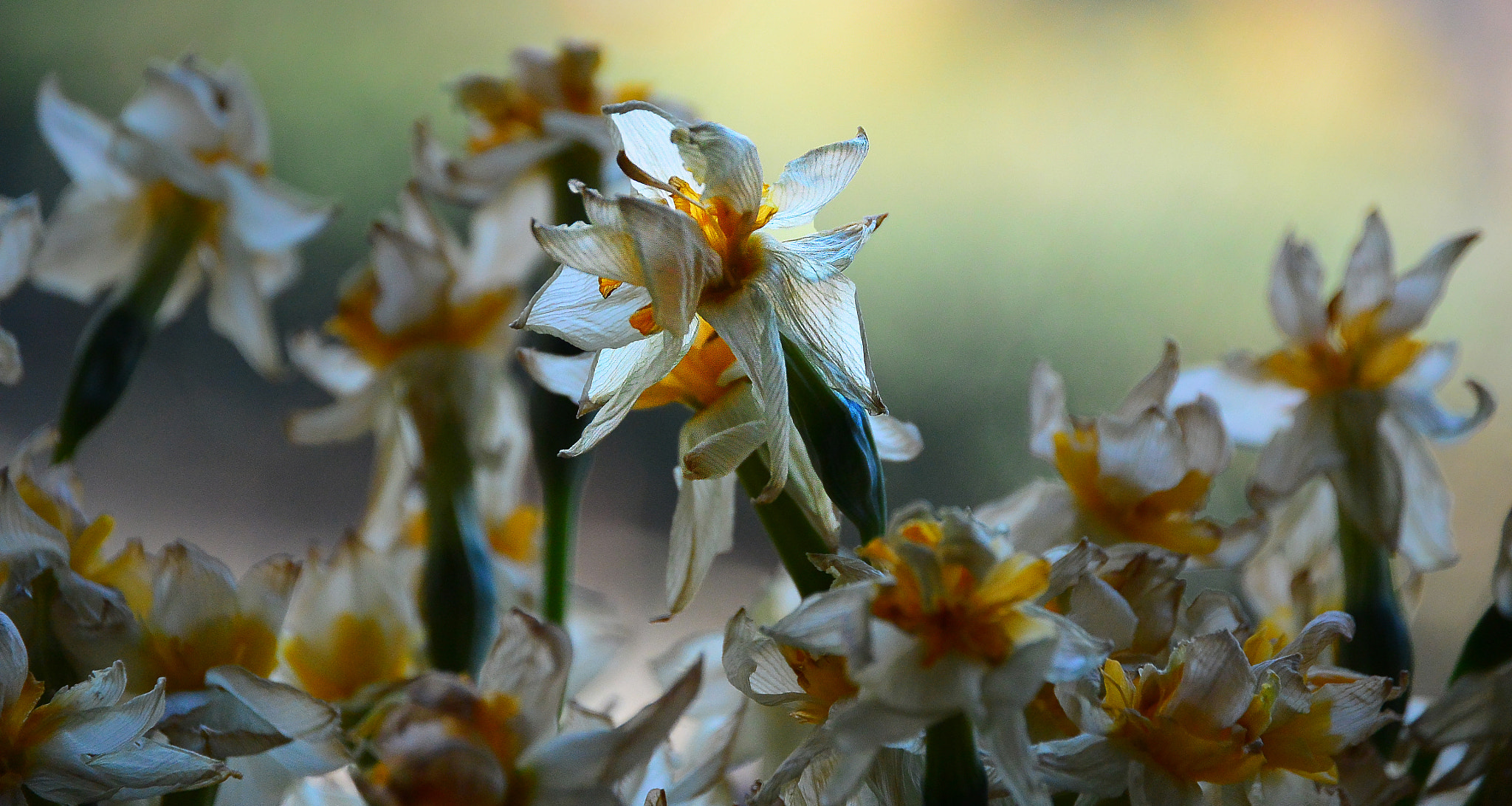 Nikon 1 V2 + 1 NIKKOR VR 10-100mm f/4-5.6 sample photo. Flowers photography