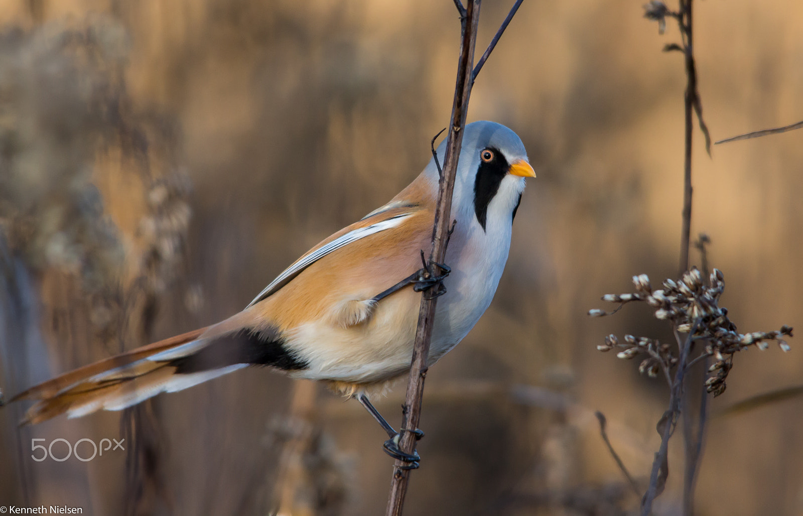 Sigma 150-500mm F5-6.3 DG OS HSM sample photo. Bearded tit photography