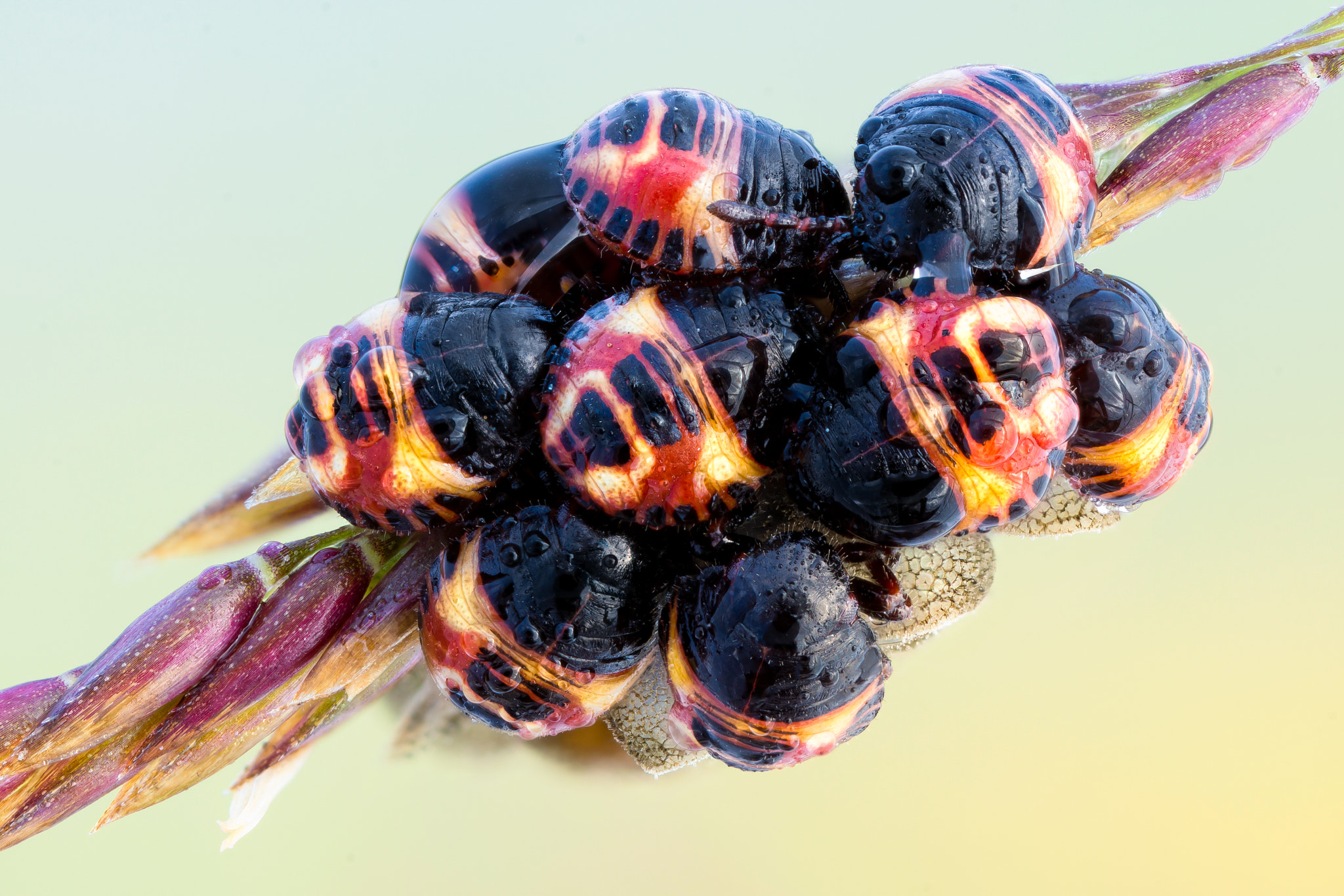 Sony Alpha NEX-7 + 65mm F2.8 sample photo. Stink bug hatchlings photography