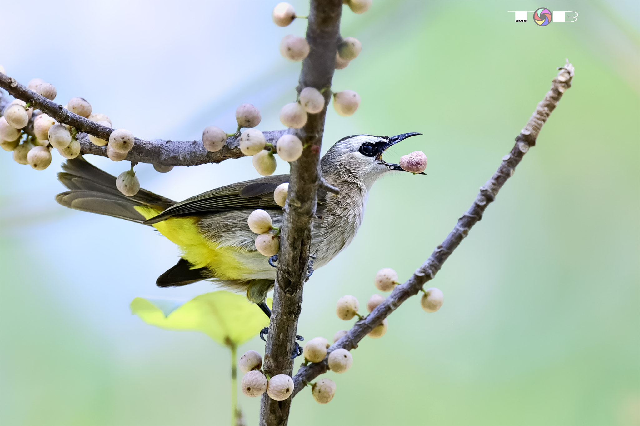 Nikon AF-S Nikkor 600mm F4D ED-IF II sample photo