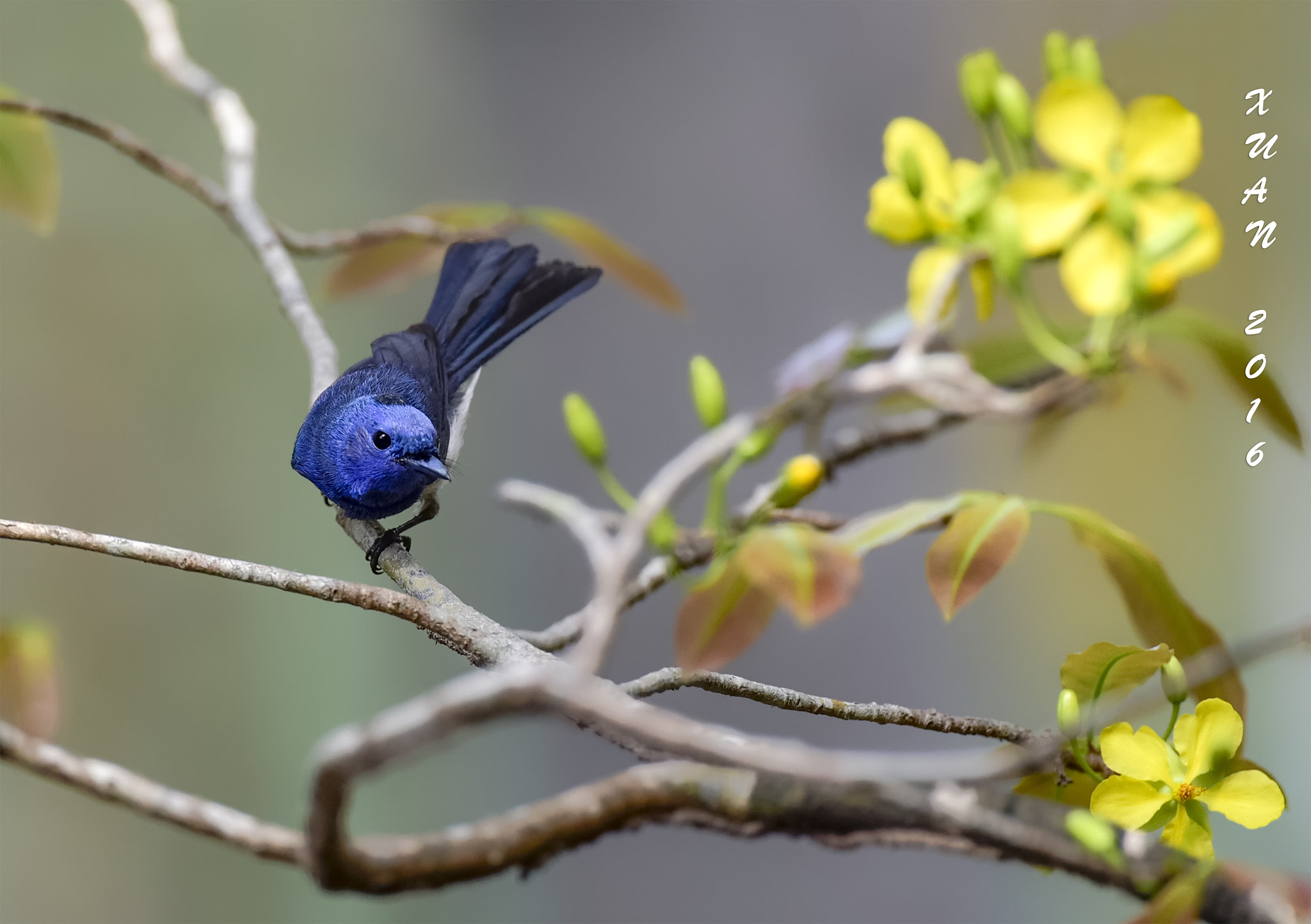 Nikon AF-S Nikkor 600mm F4D ED-IF II sample photo