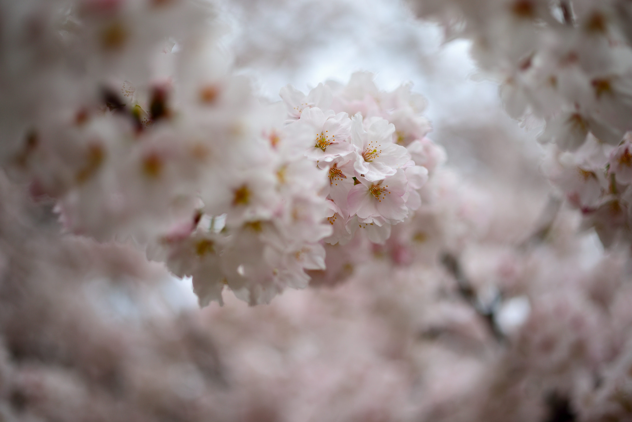 Nikon D800 + ZEISS Makro-Planar T* 50mm F2 sample photo. Cherry blossoms photography
