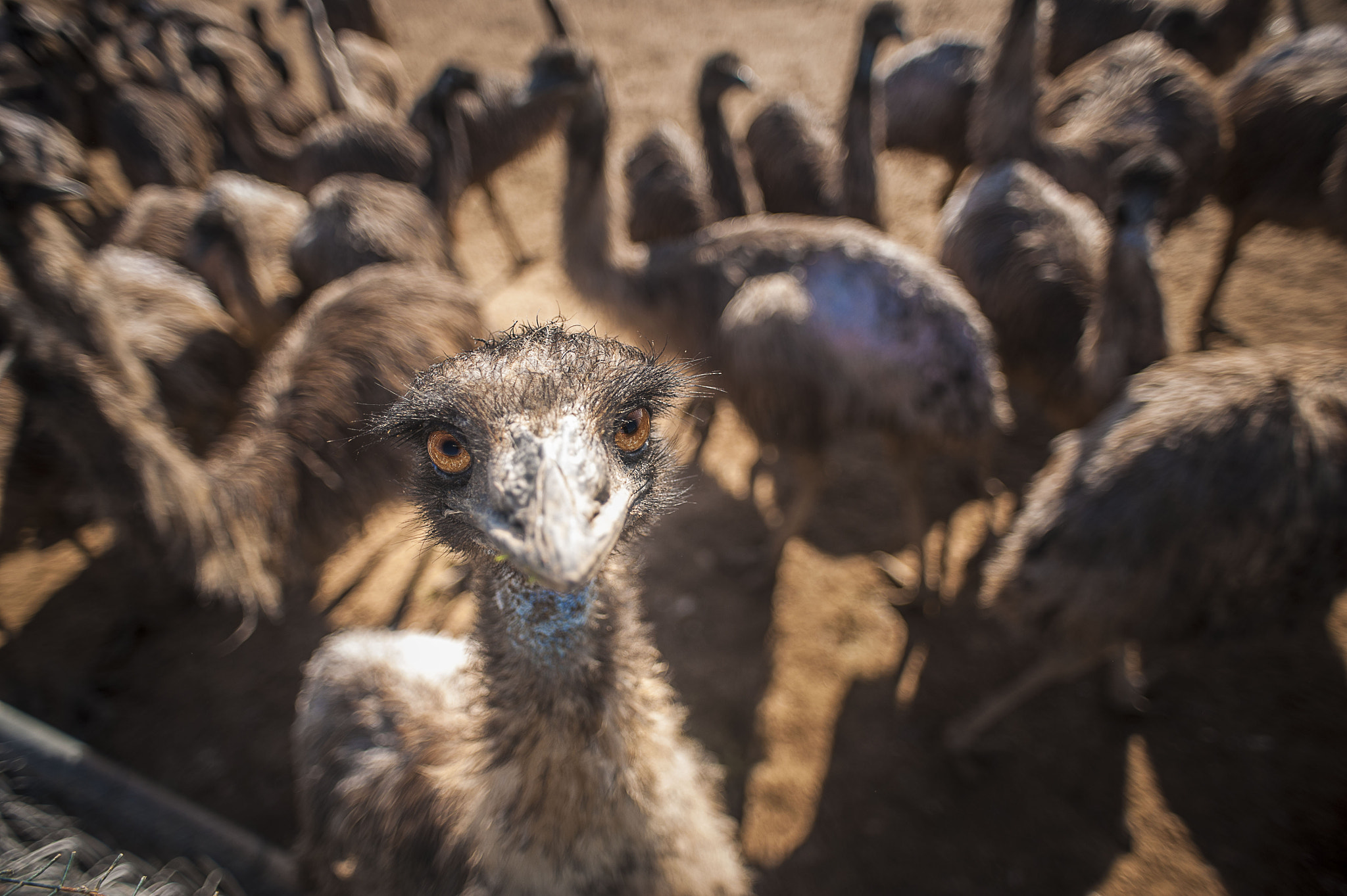 Nikon D700 + AF Nikkor 20mm f/2.8 sample photo. Are you looking at me? photography